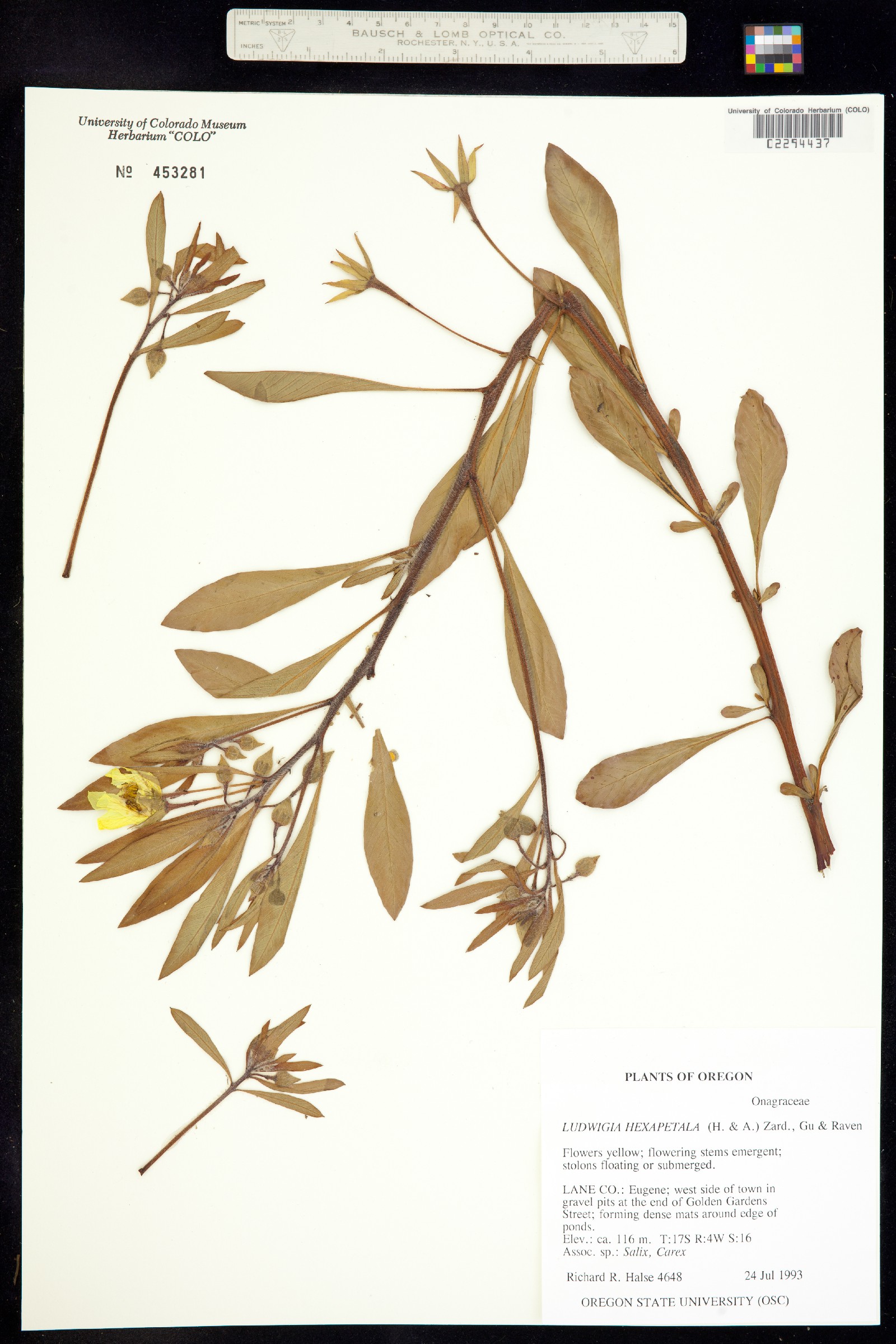 Ludwigia hexapetala image