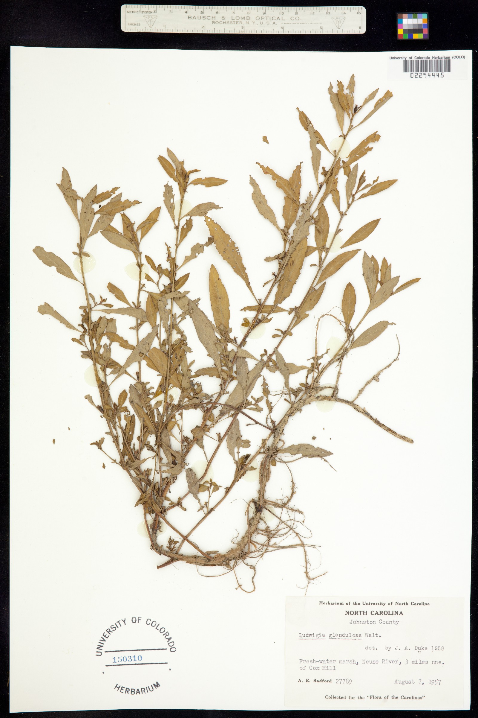 Ludwigia glandulosa image