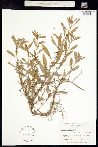Image of Ludwigia glandulosa