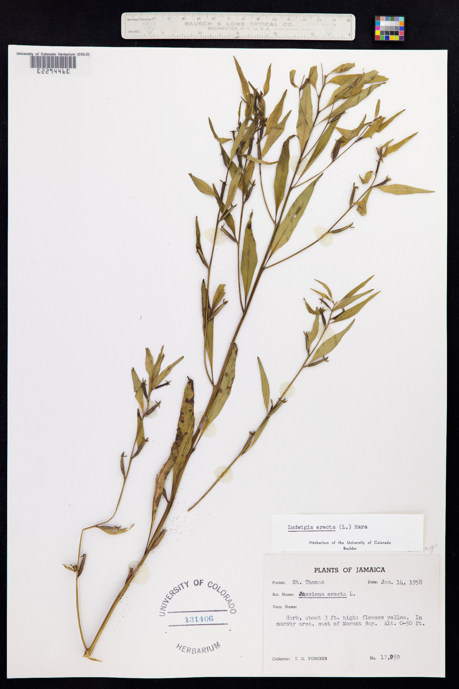 Ludwigia erecta image