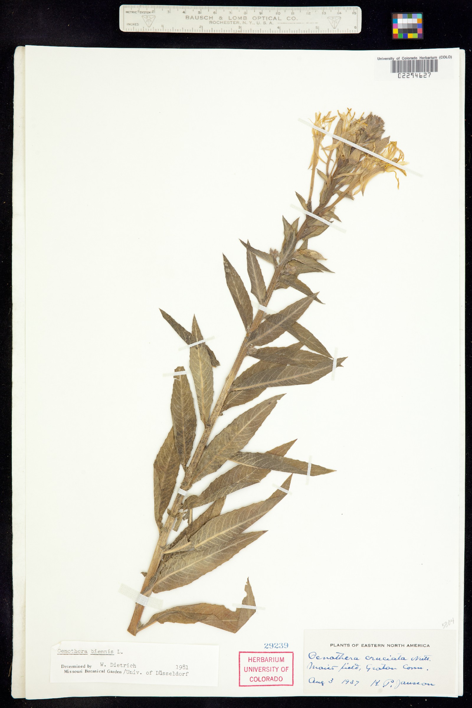 Oenothera biennis image
