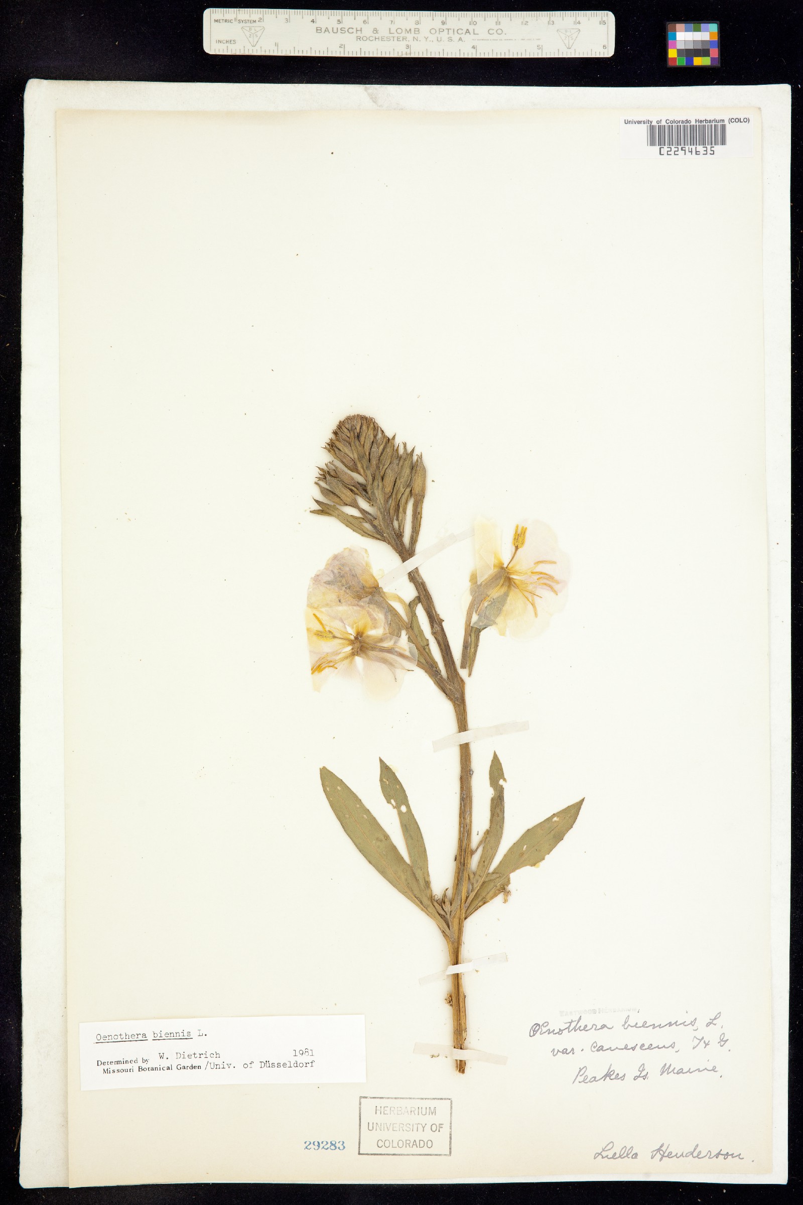 Oenothera biennis image