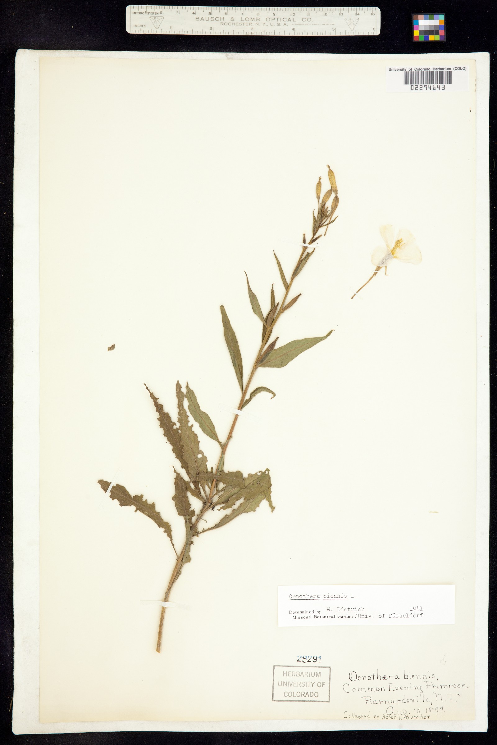 Oenothera biennis image