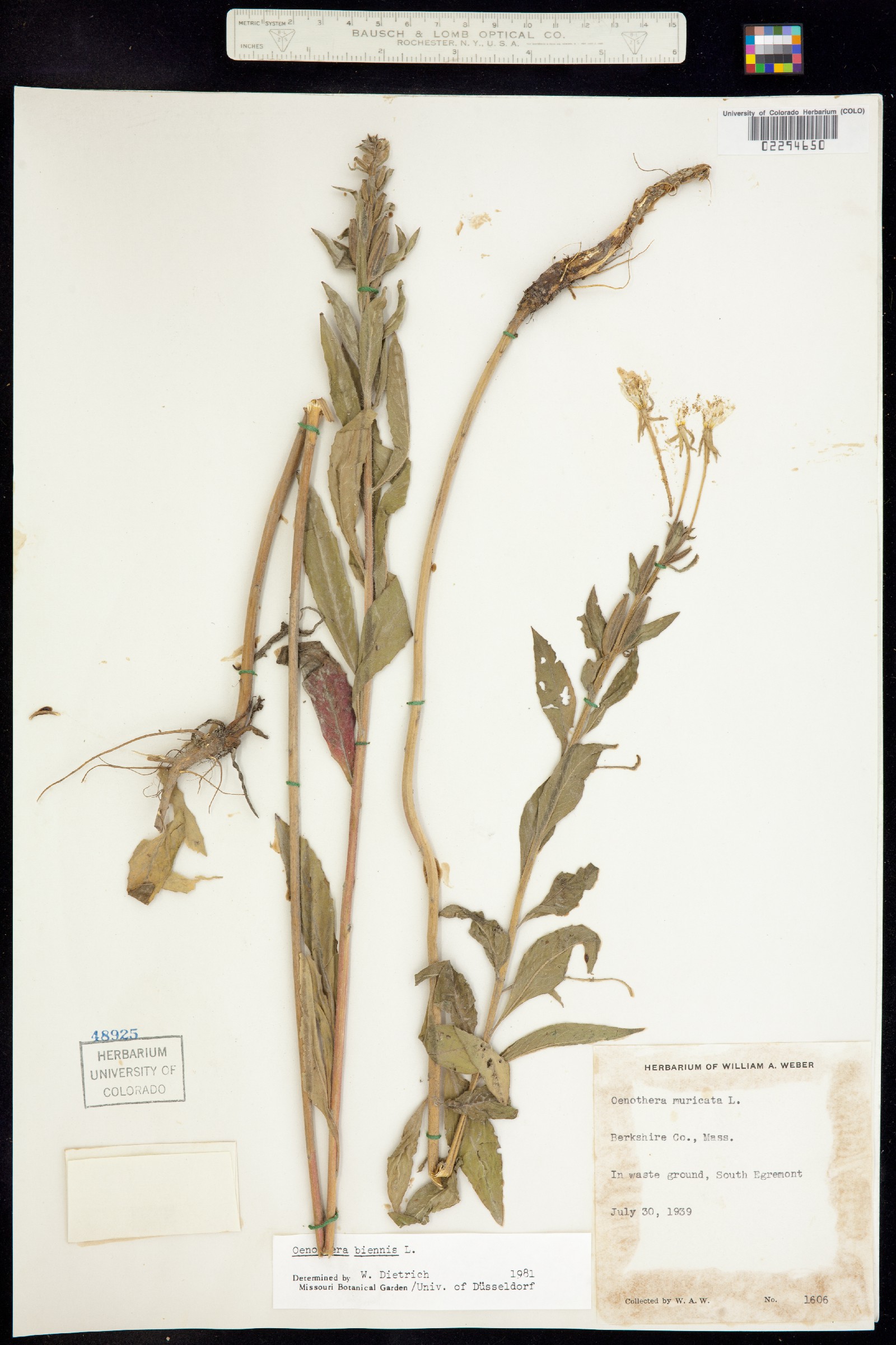 Oenothera biennis image