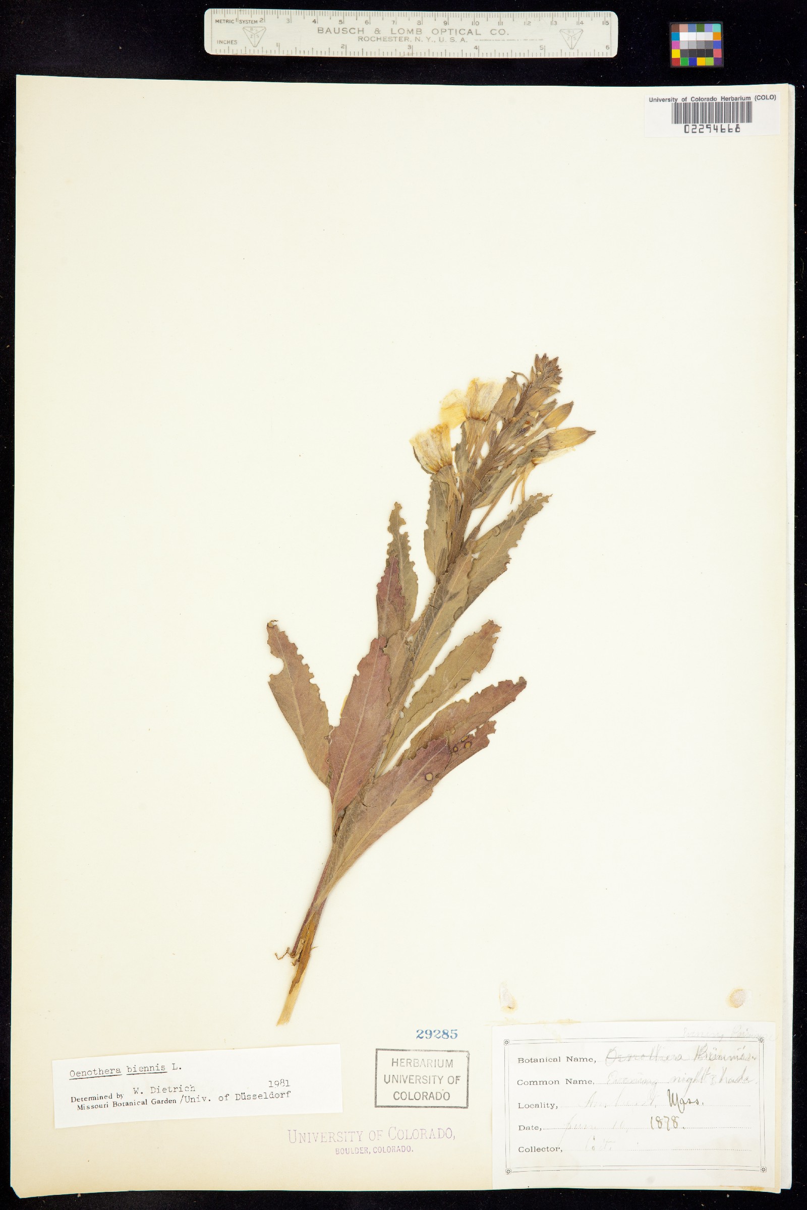 Oenothera biennis image