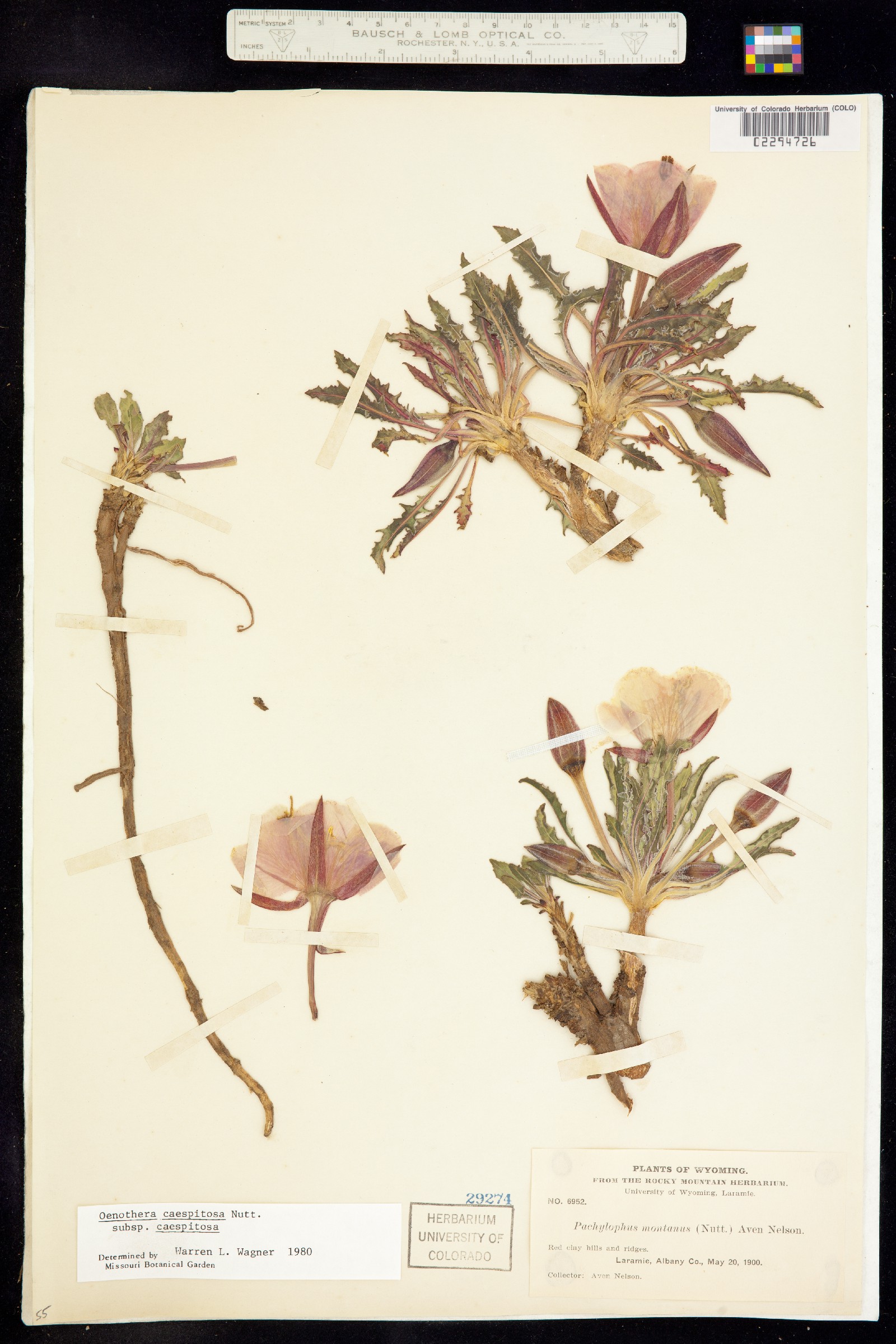 Oenothera cespitosa ssp. cespitosa image