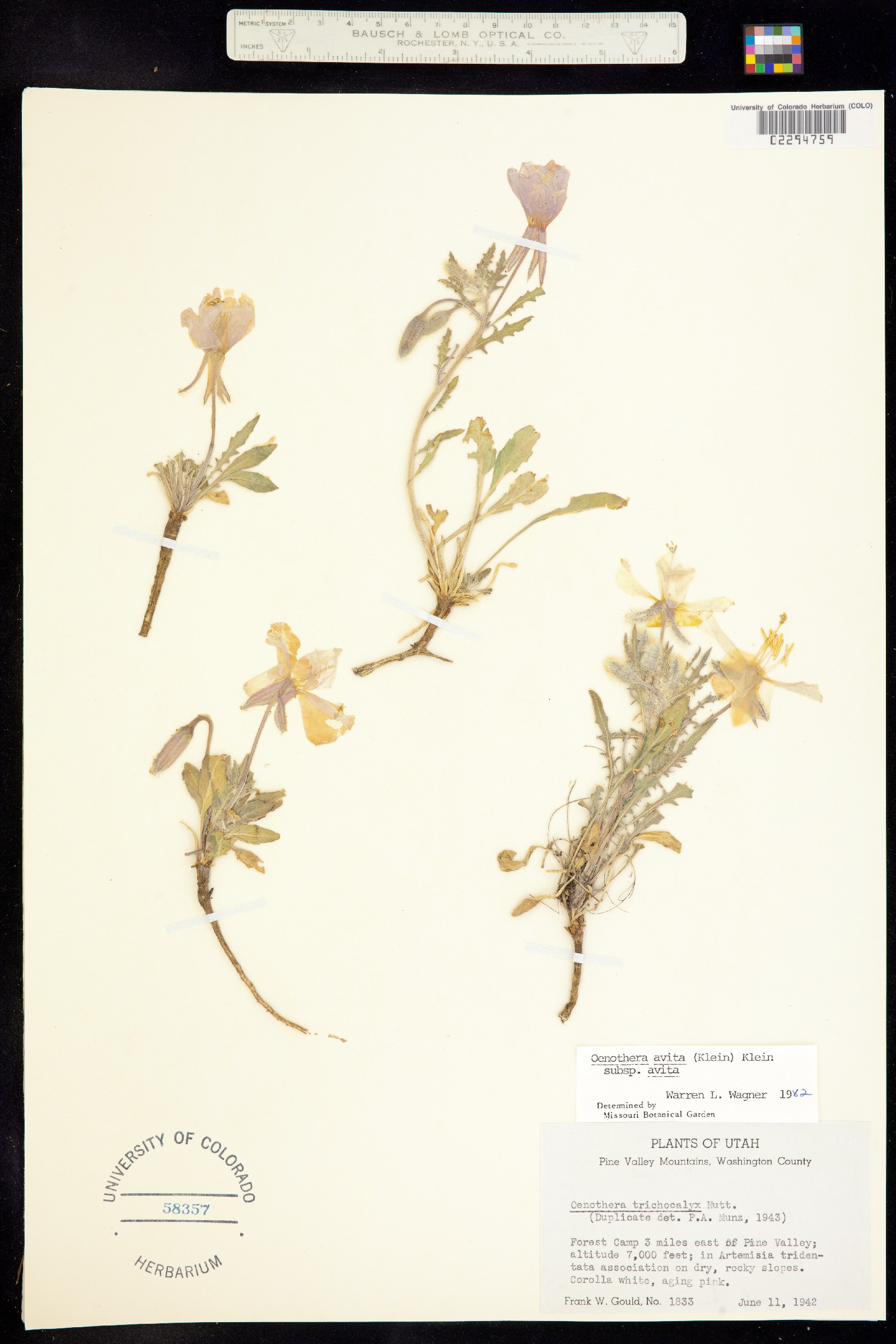 Oenothera californica ssp. avita image