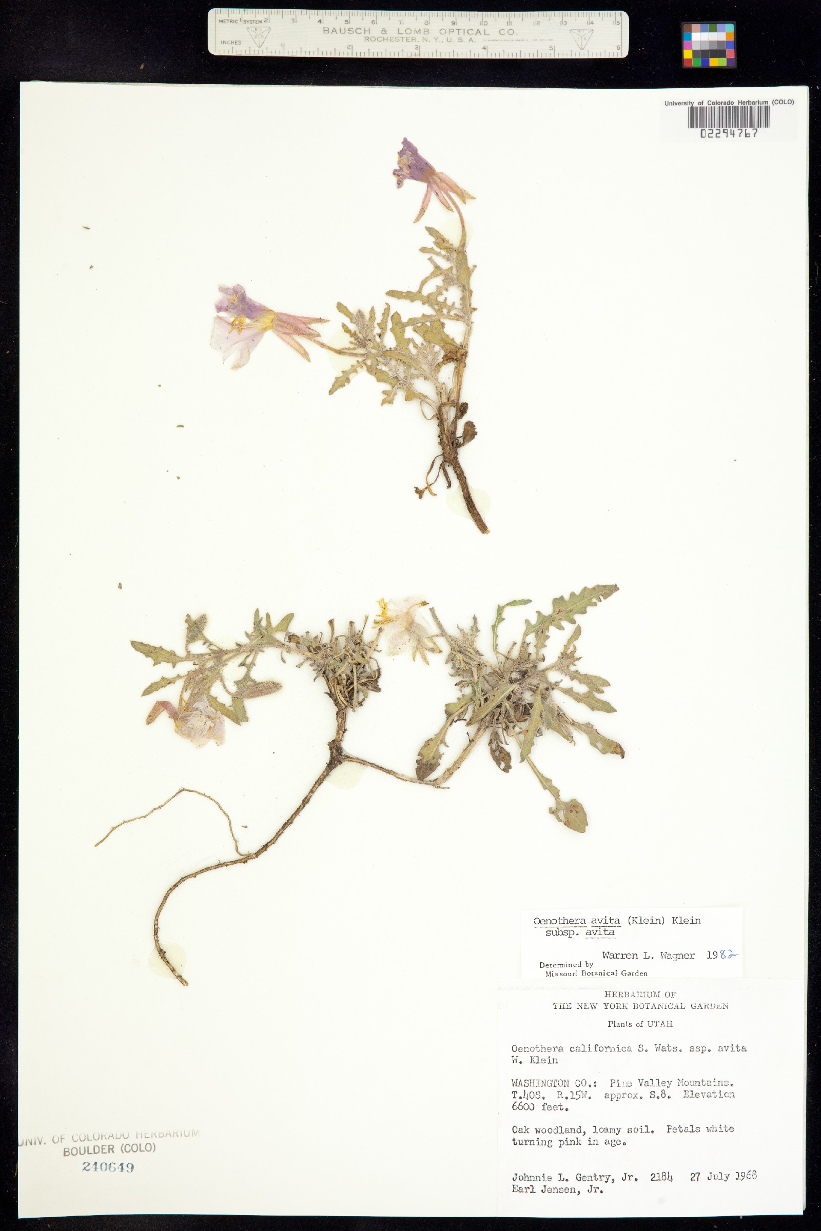 Oenothera californica ssp. avita image