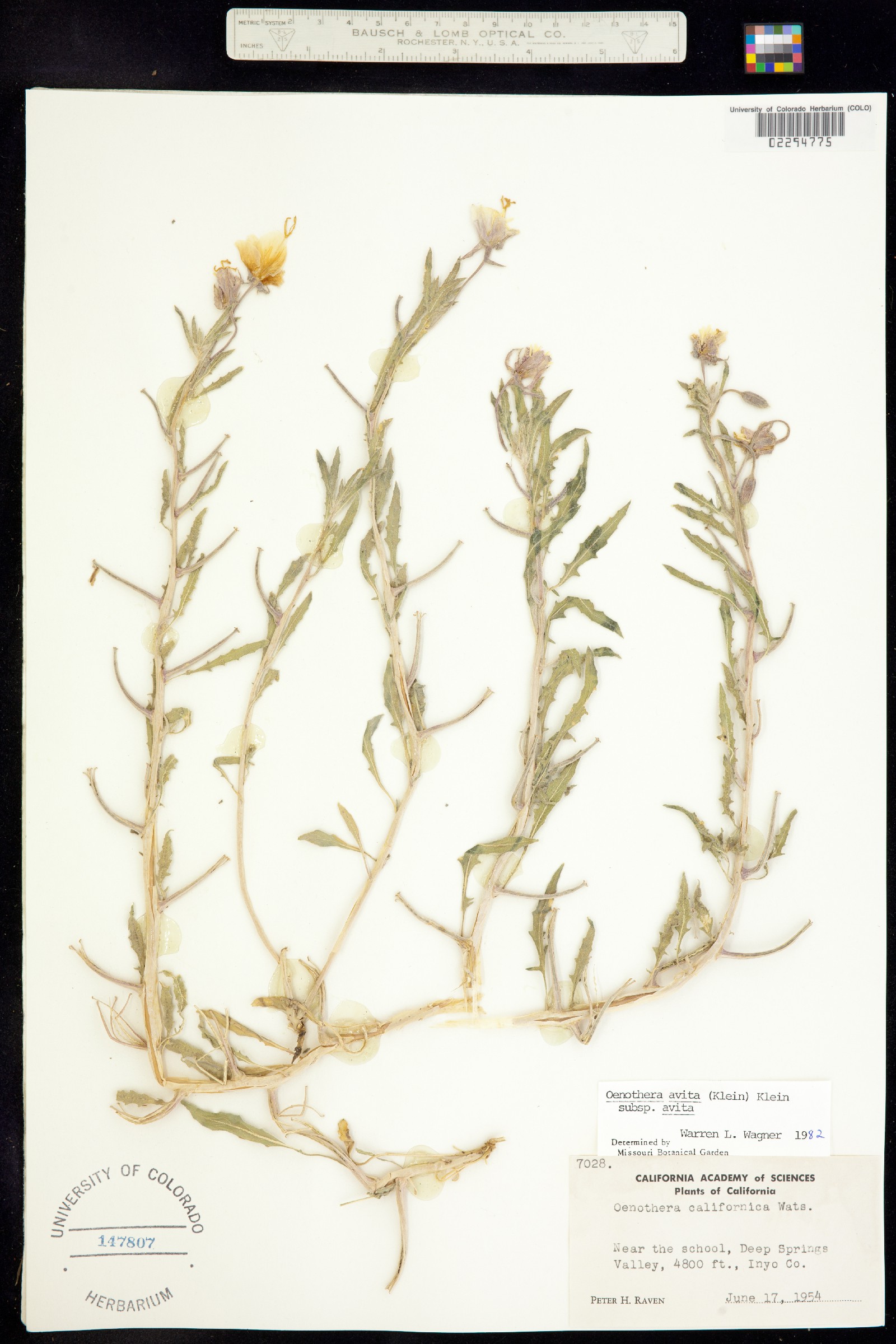 Oenothera californica ssp. avita image