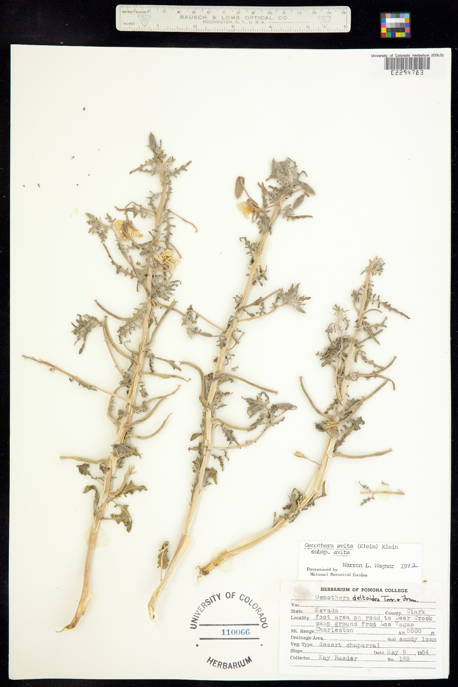 Oenothera californica image