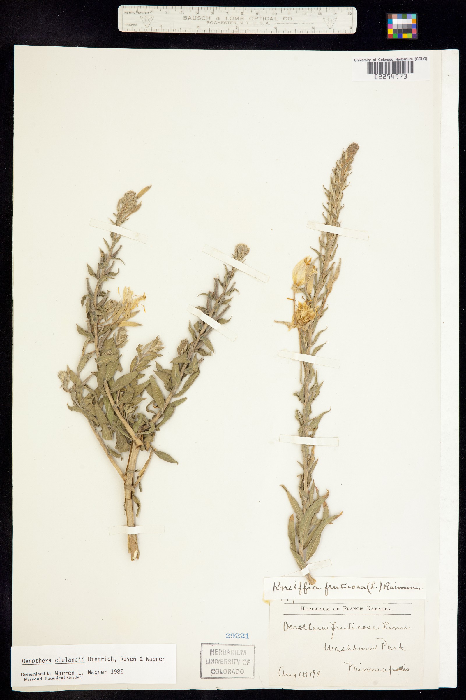 Oenothera clelandii image
