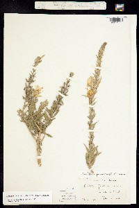 Oenothera clelandii image