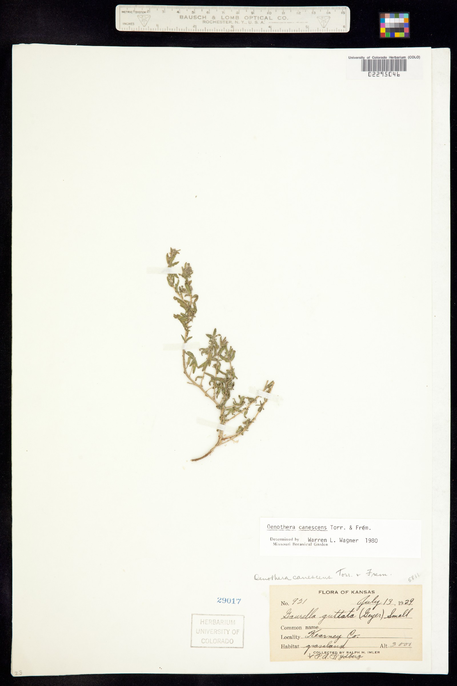 Oenothera canescens image