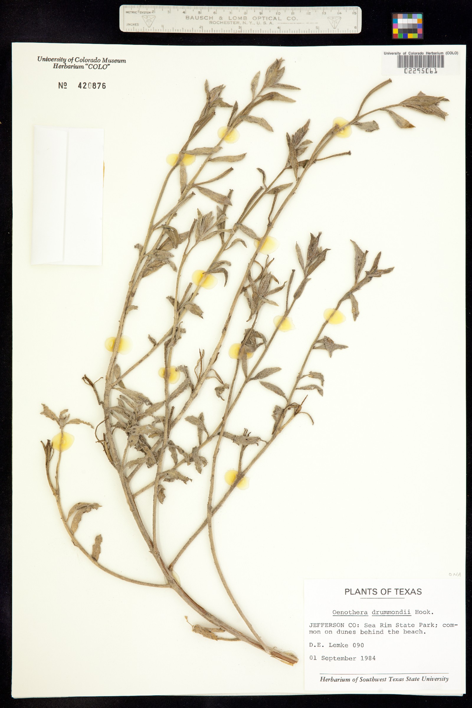 Oenothera drummondii image