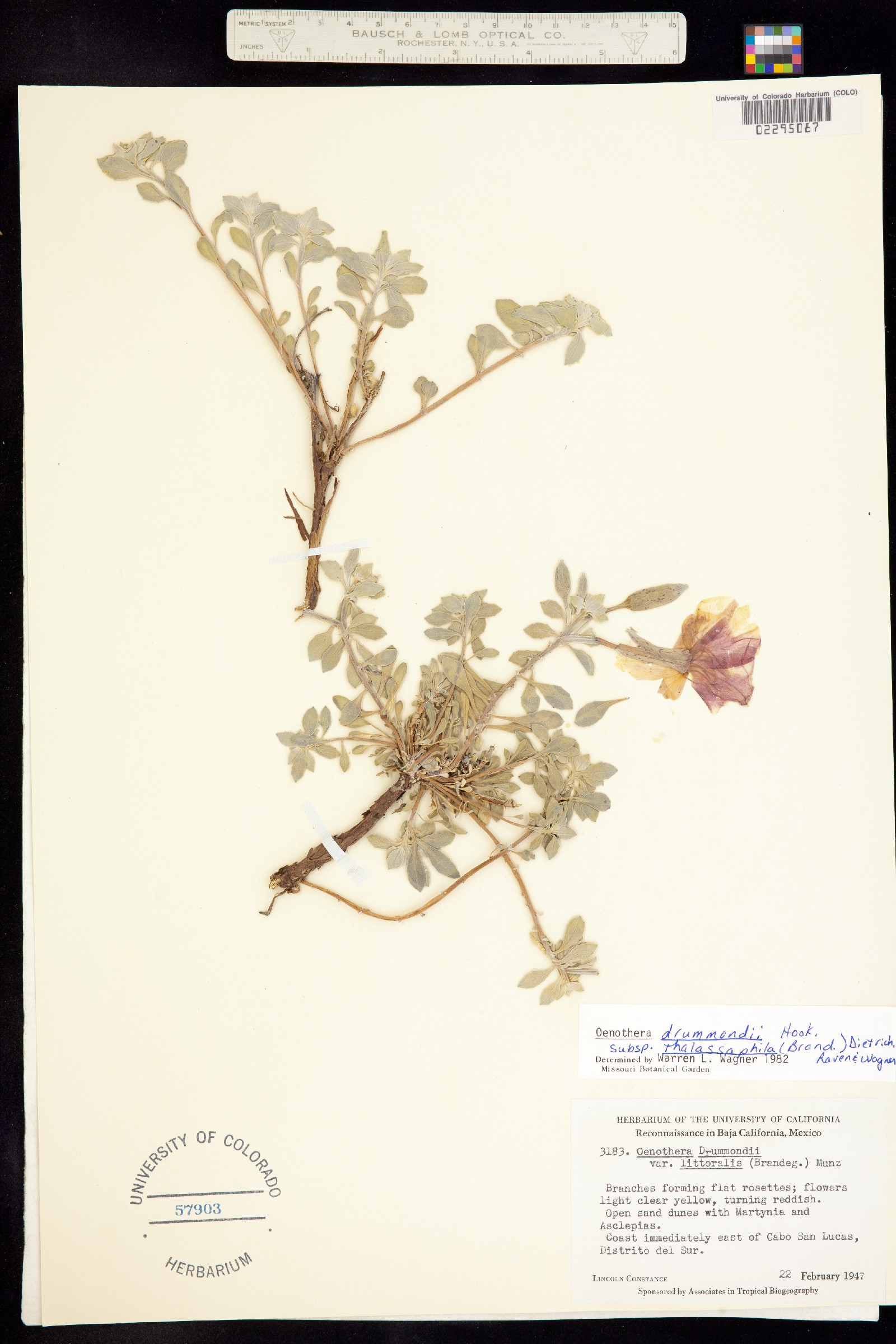 Oenothera drummondii image