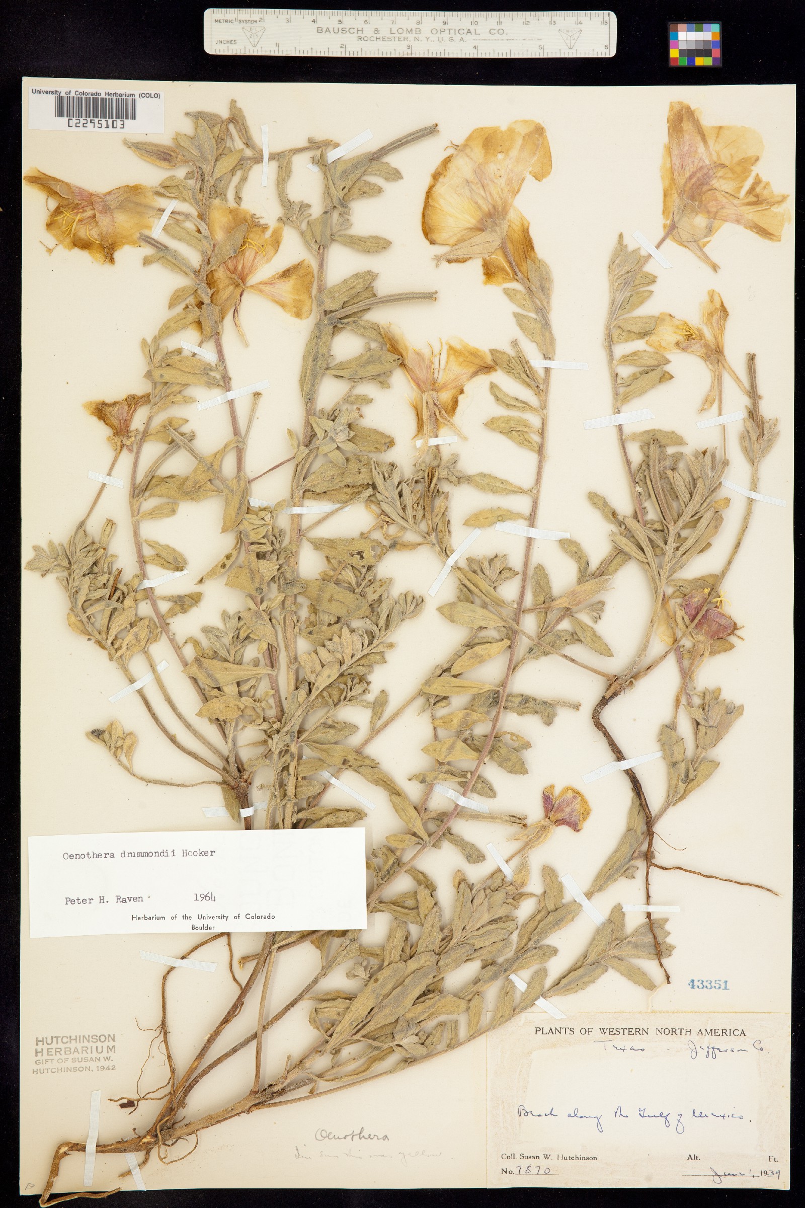 Oenothera drummondii image