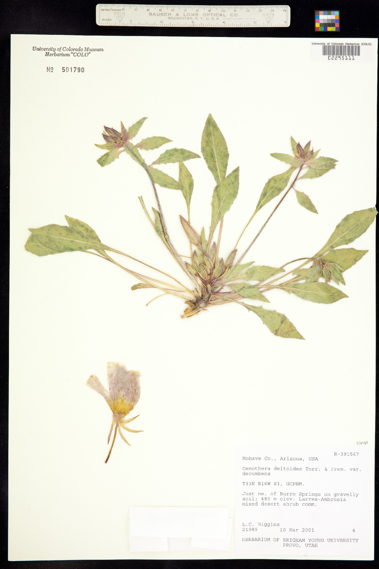 Oenothera deltoides image