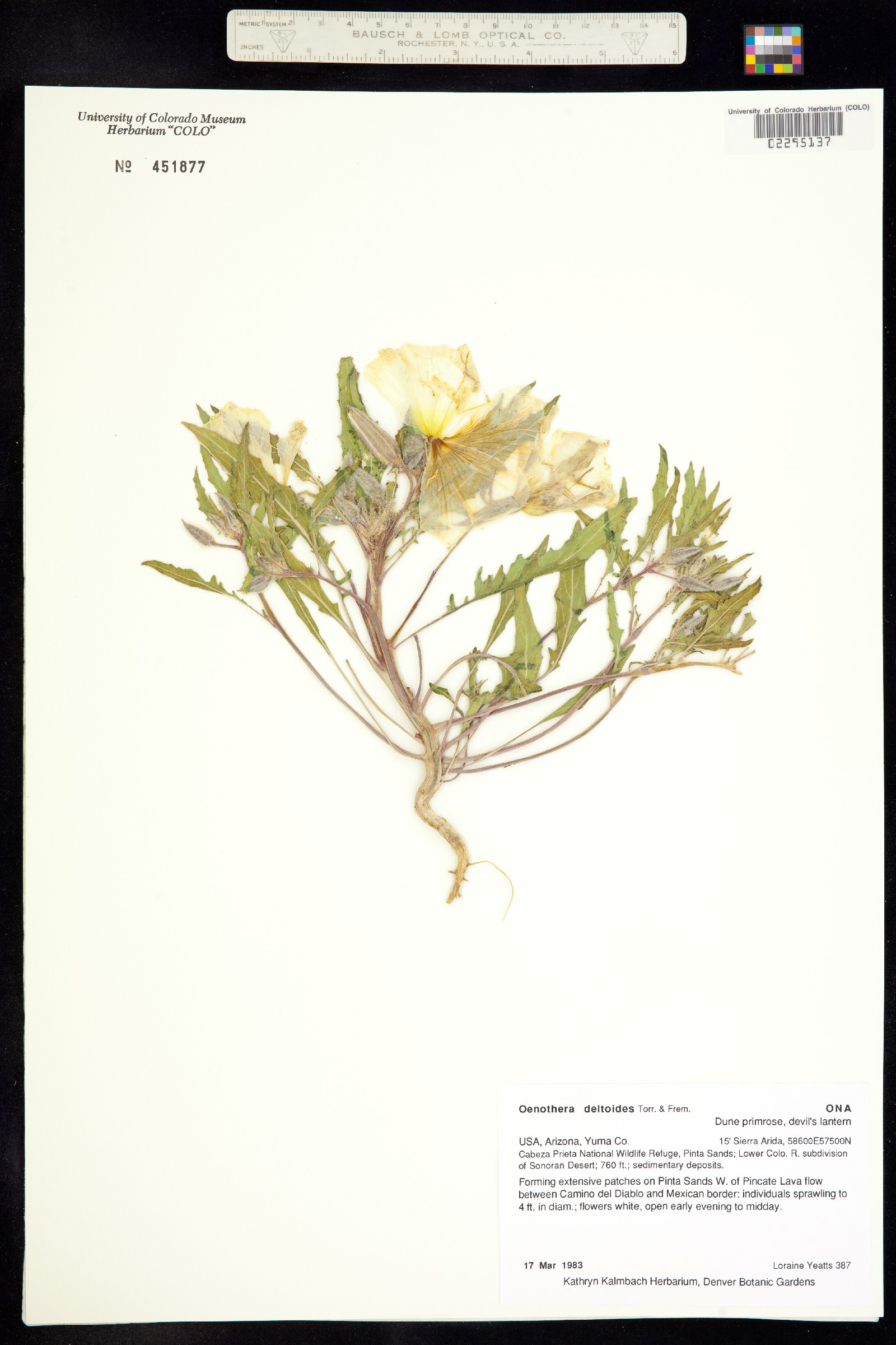 Oenothera deltoides image