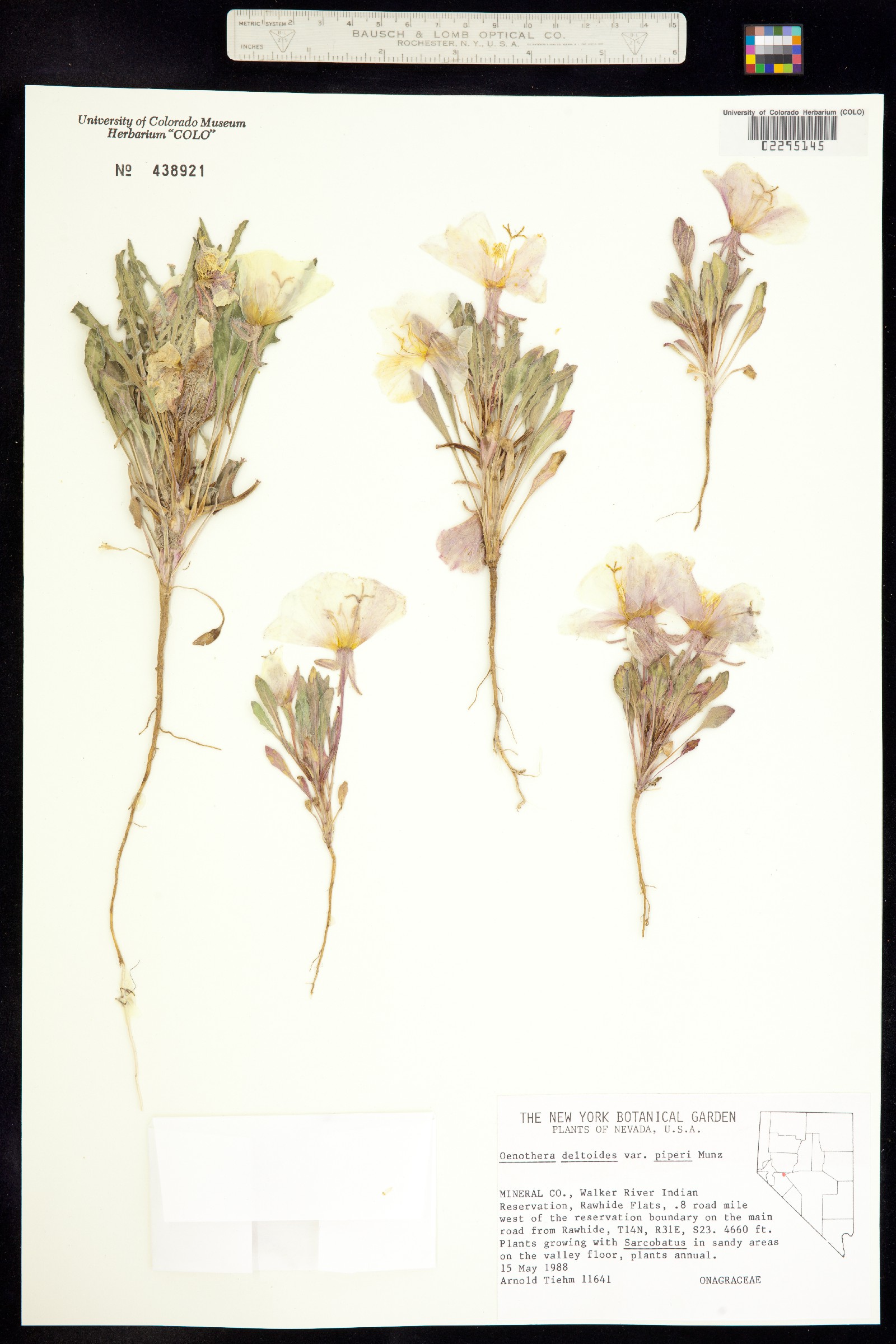 Oenothera deltoides image