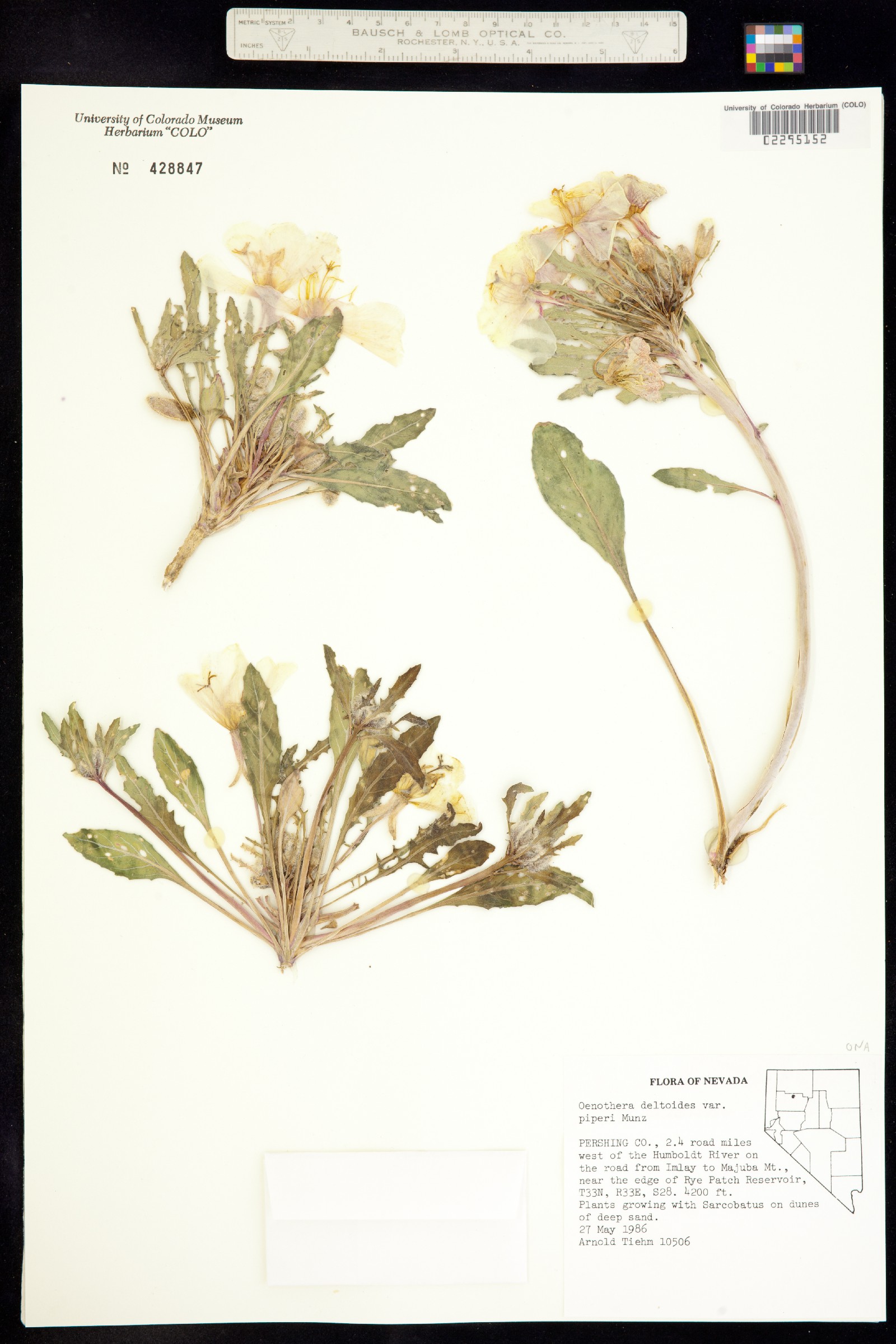 Oenothera deltoides image