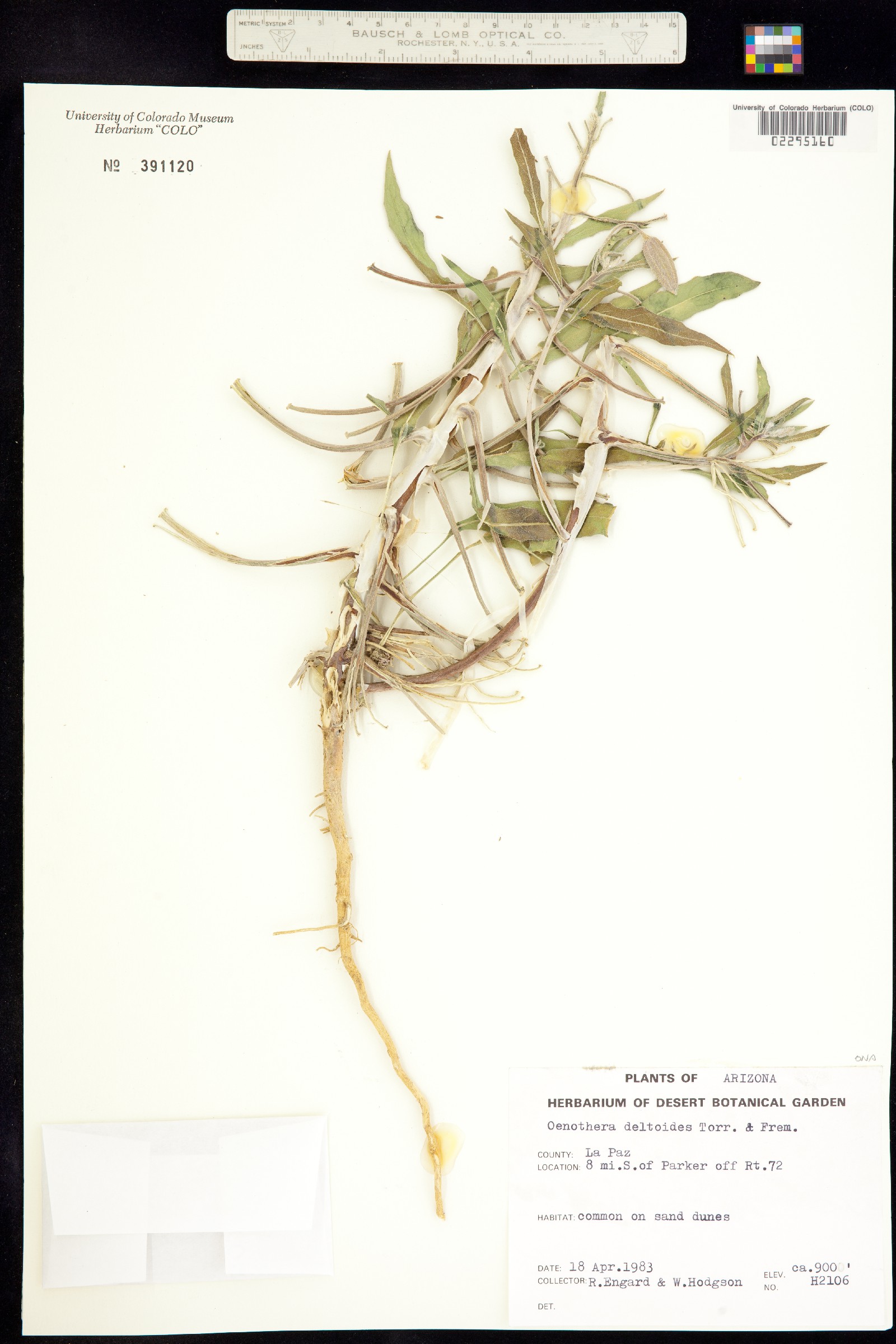Oenothera deltoides image