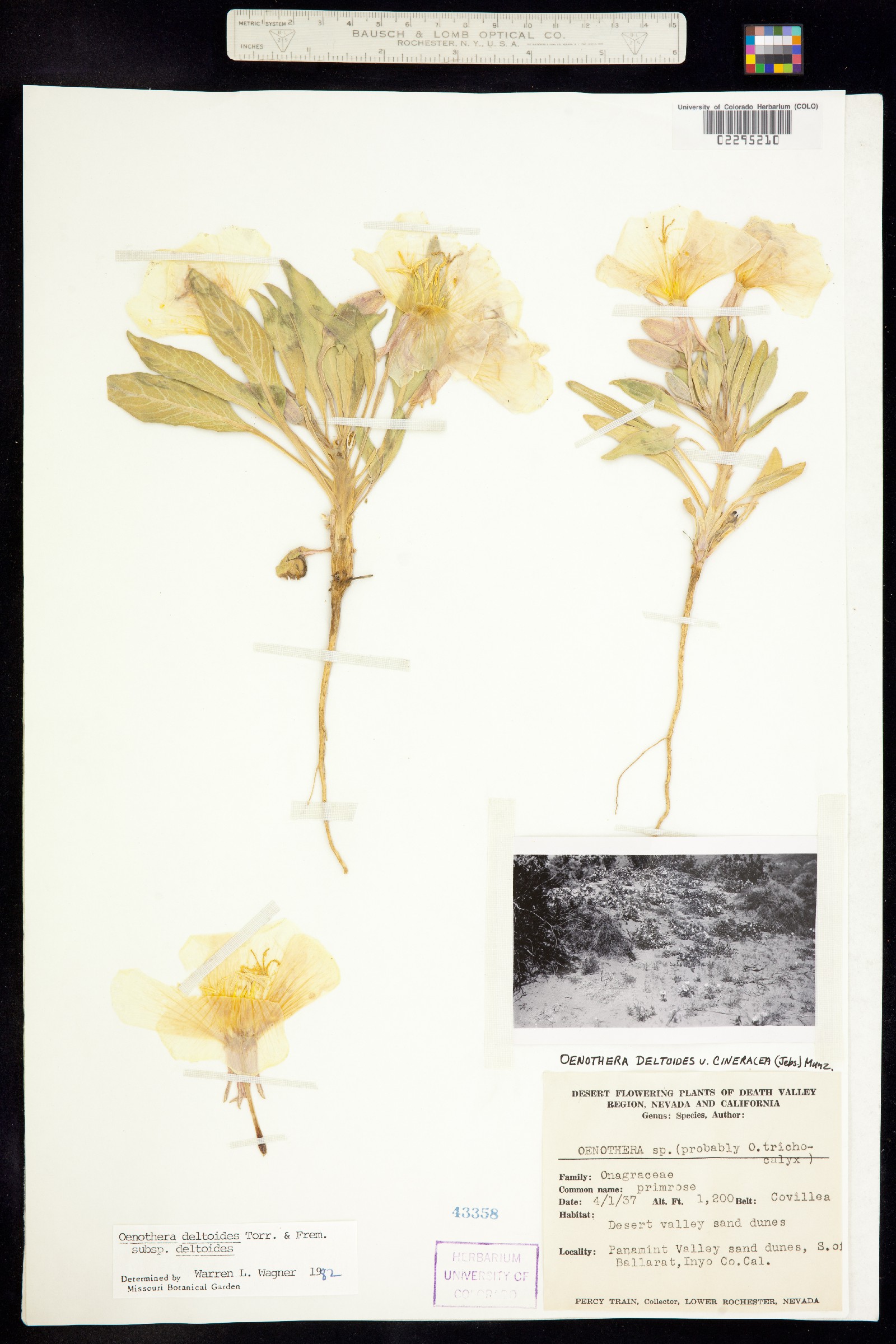 Oenothera deltoides image