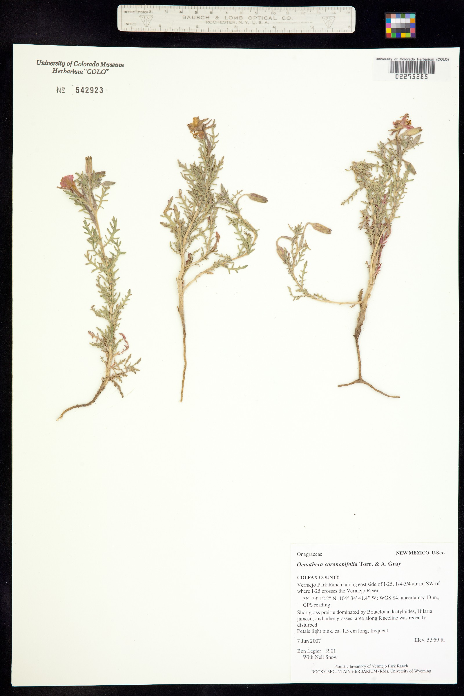 Oenothera image