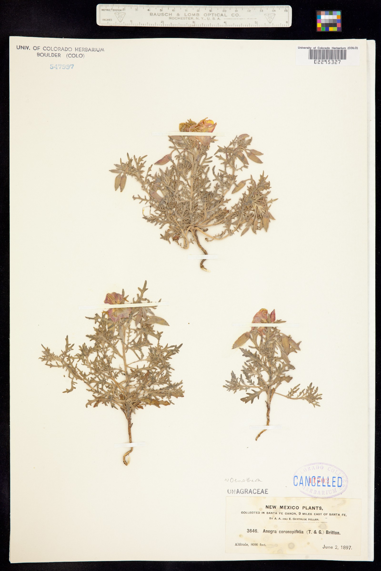 Oenothera coronopifolia image