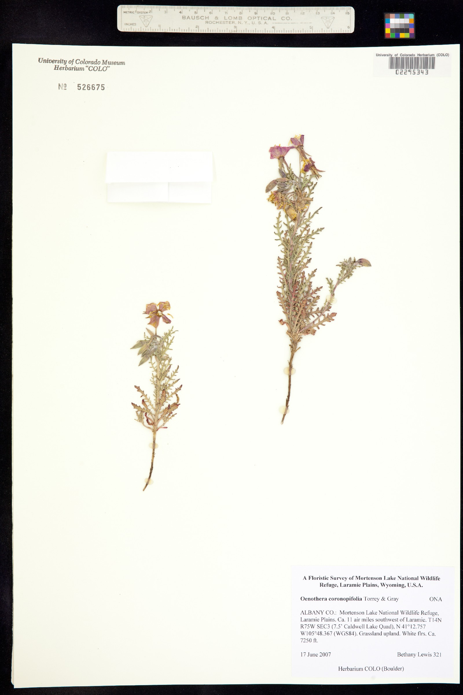 Oenothera coronopifolia image