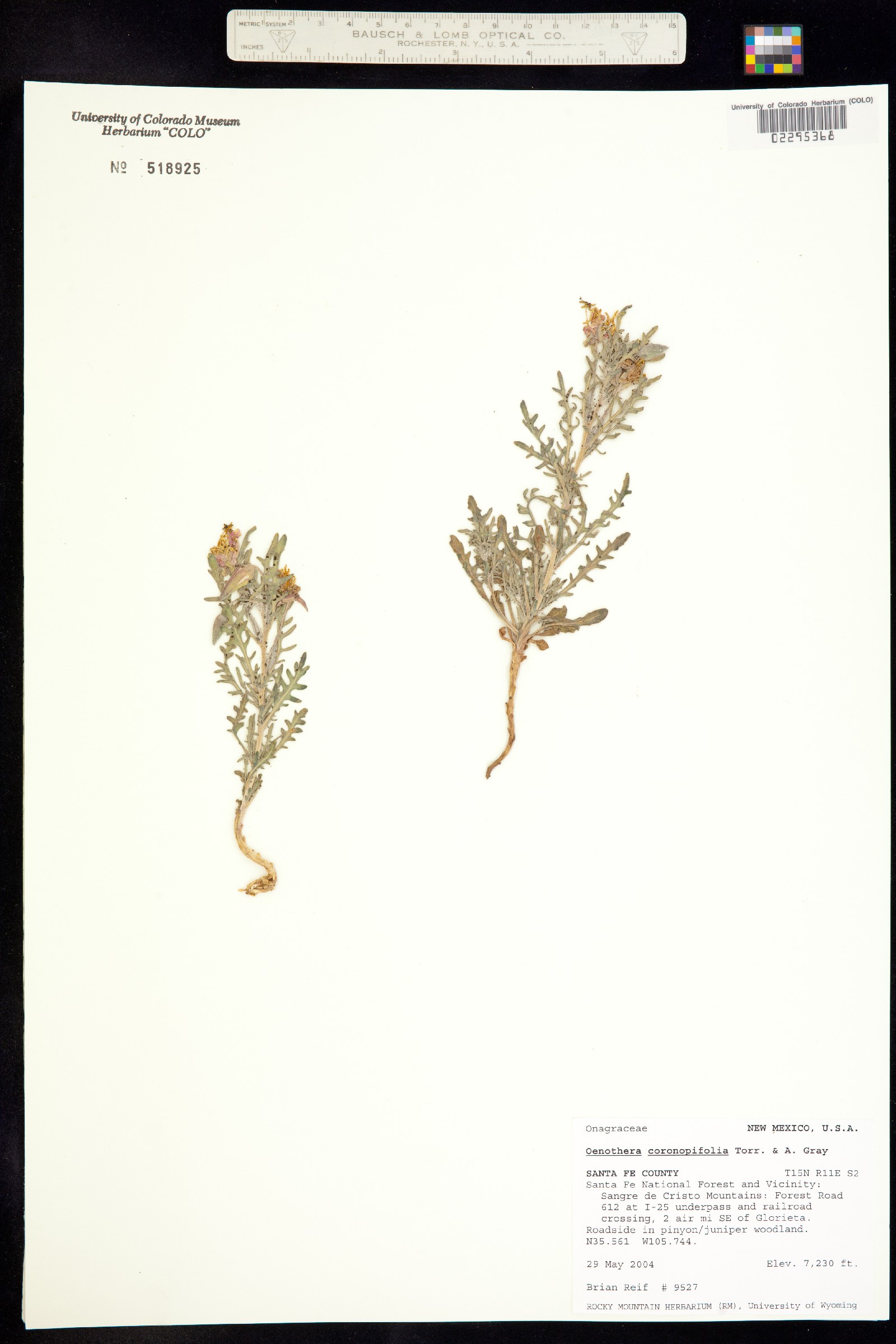 Oenothera coronopifolia image