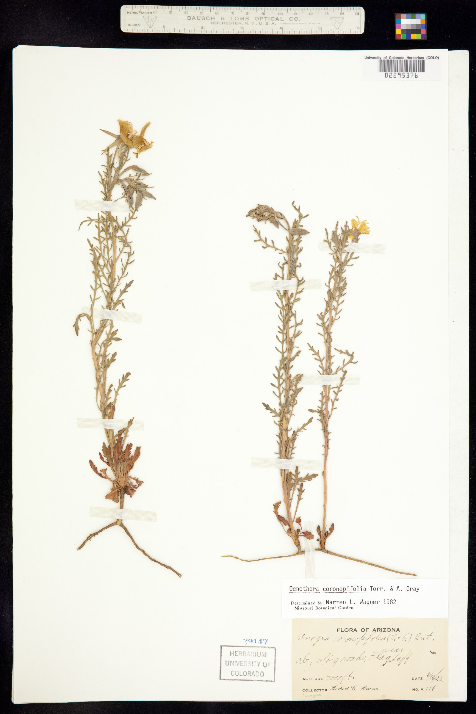Oenothera coronopifolia image