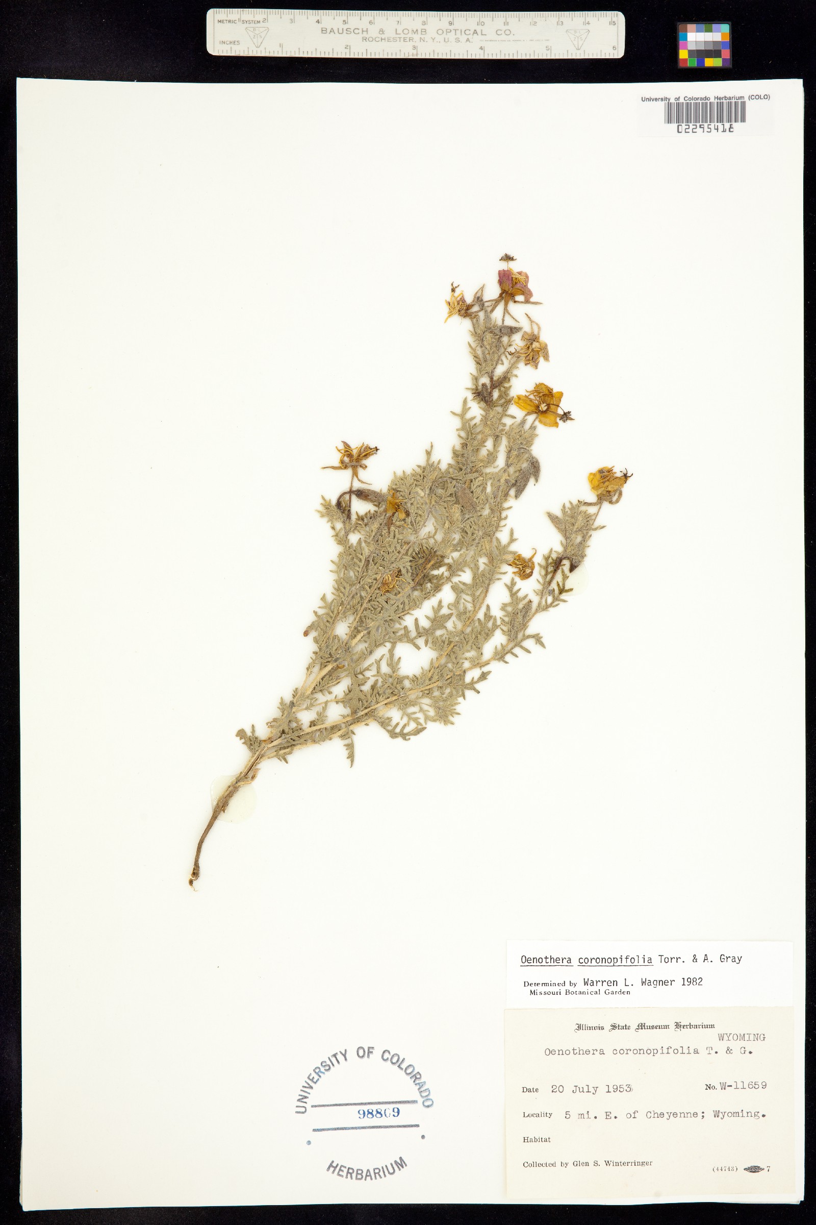 Oenothera coronopifolia image