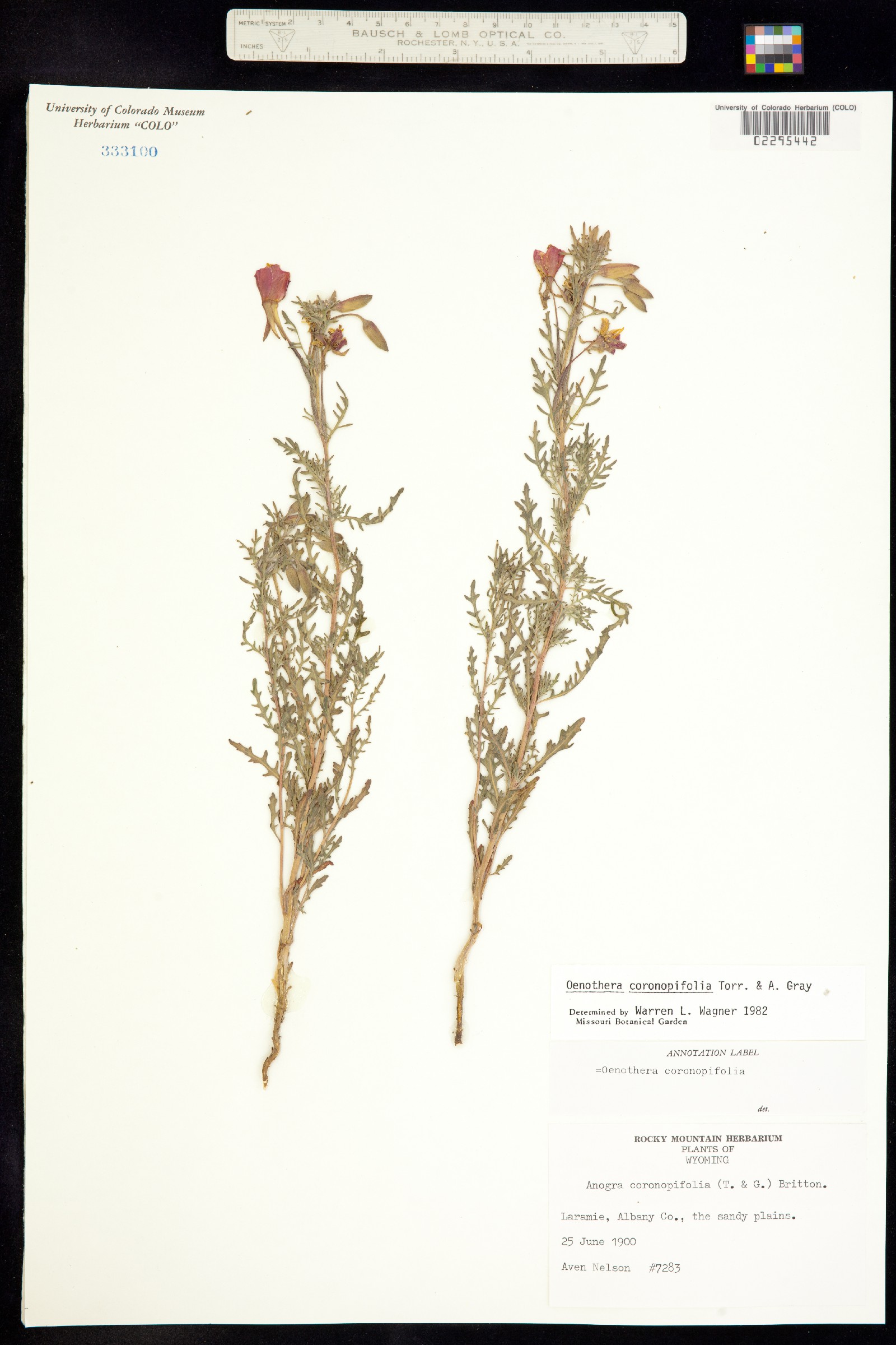 Oenothera coronopifolia image