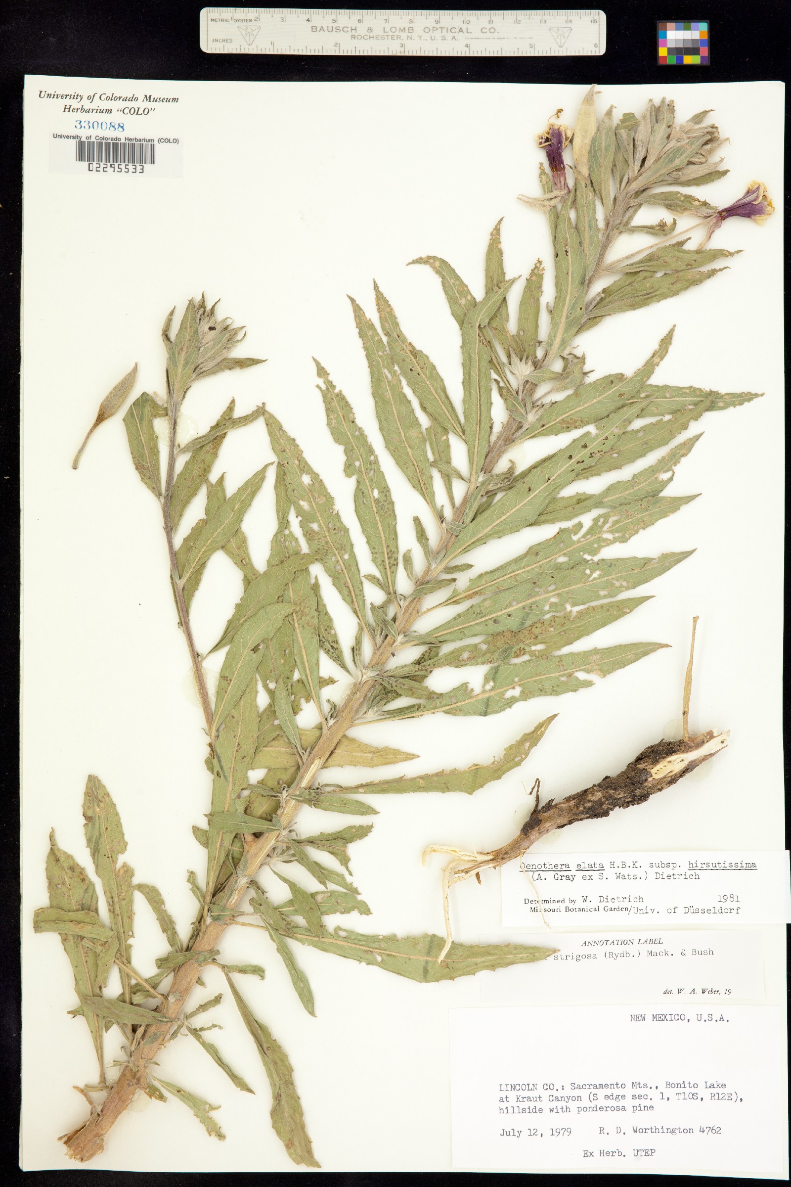 Oenothera elata image