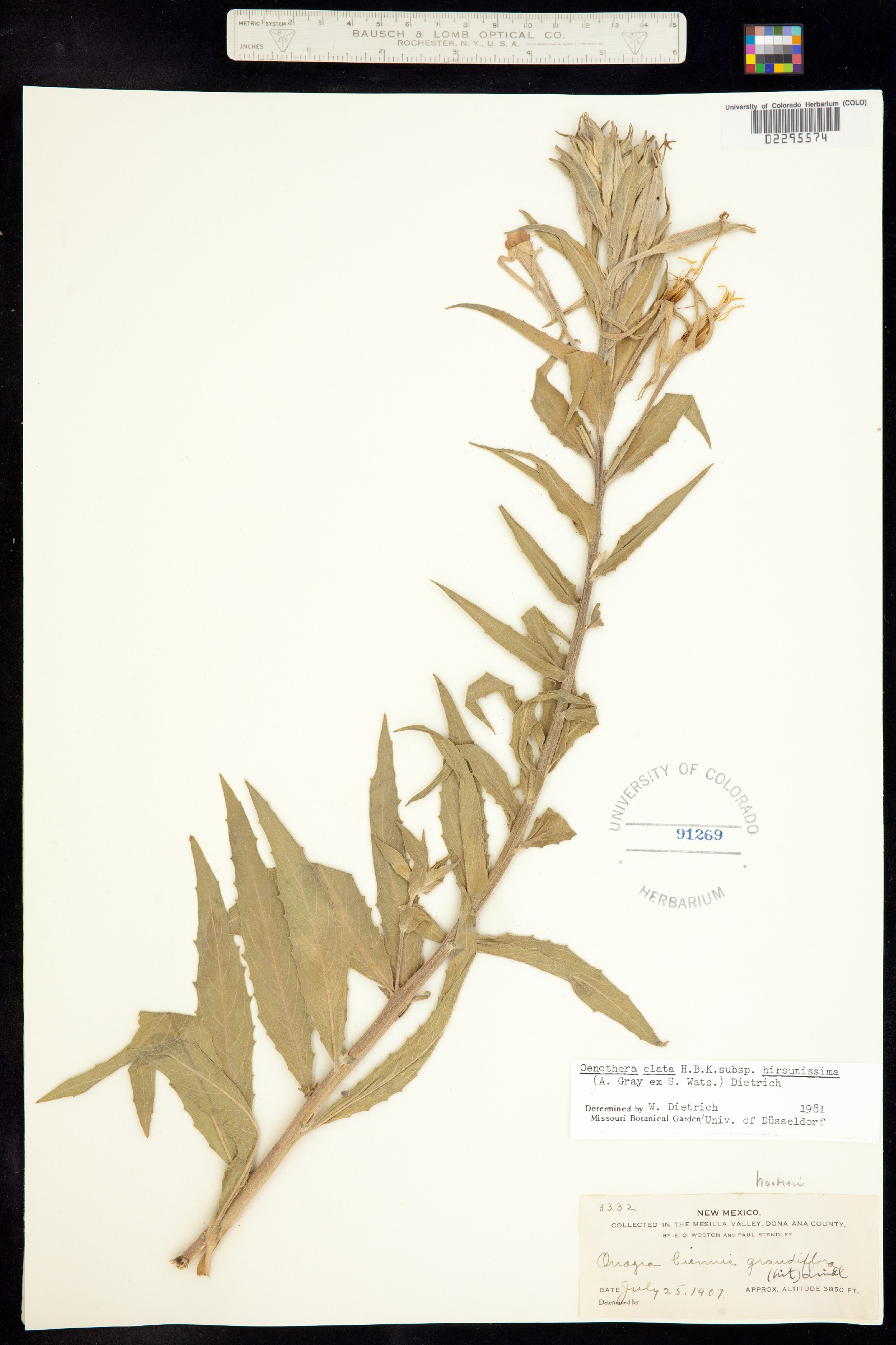 Oenothera image