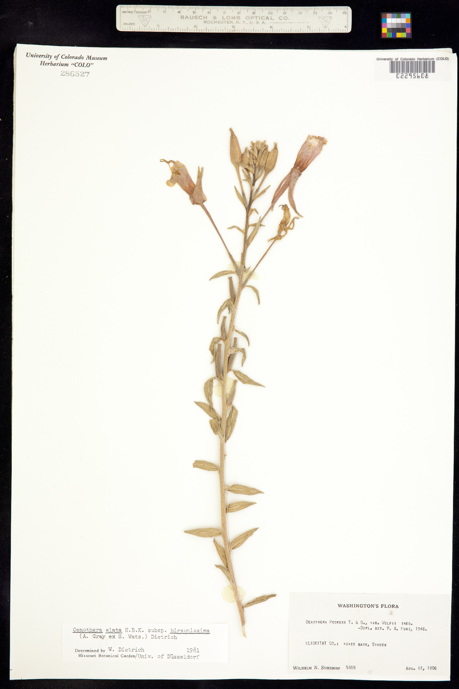 Oenothera elata image