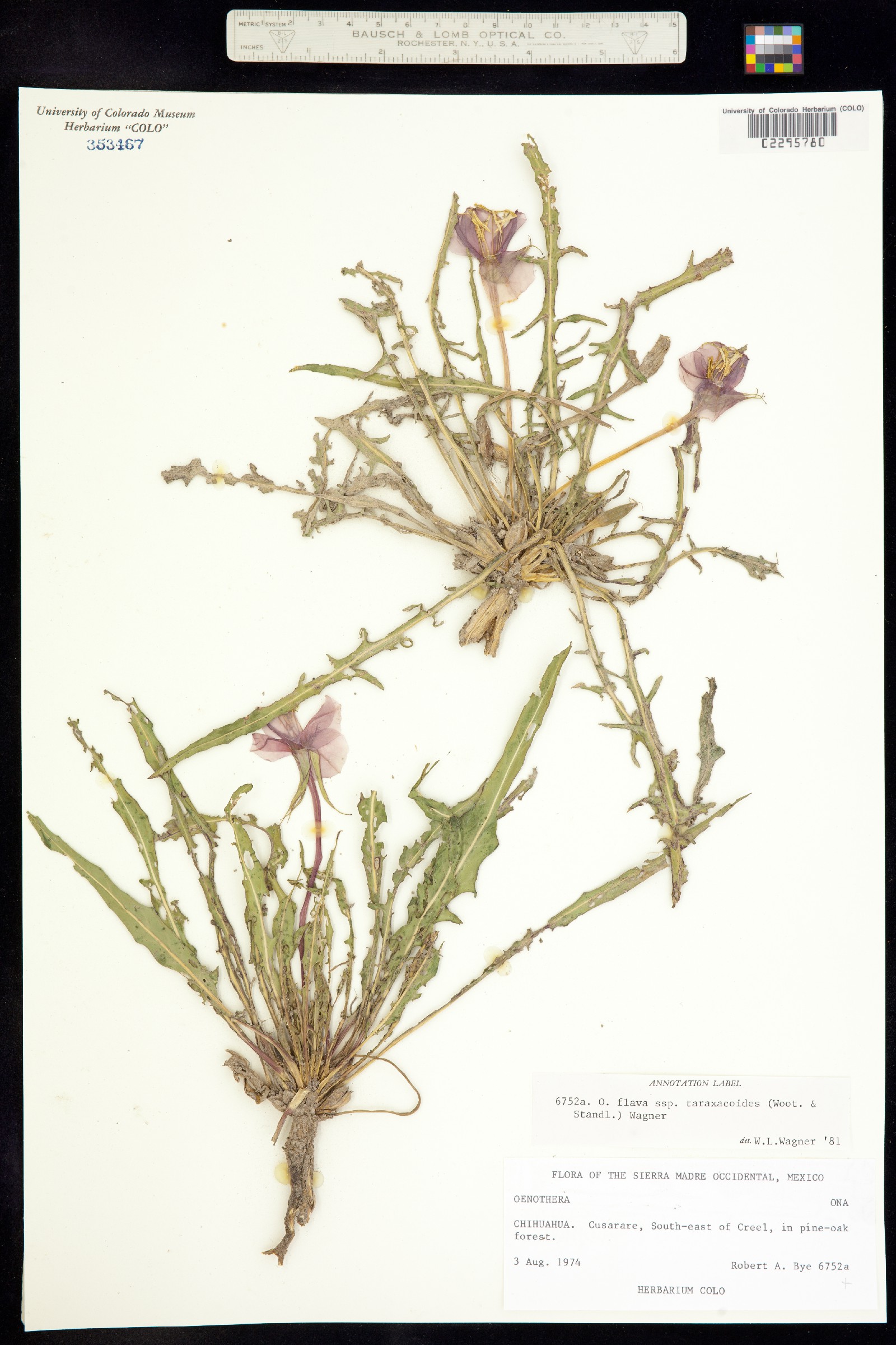 Oenothera flava image