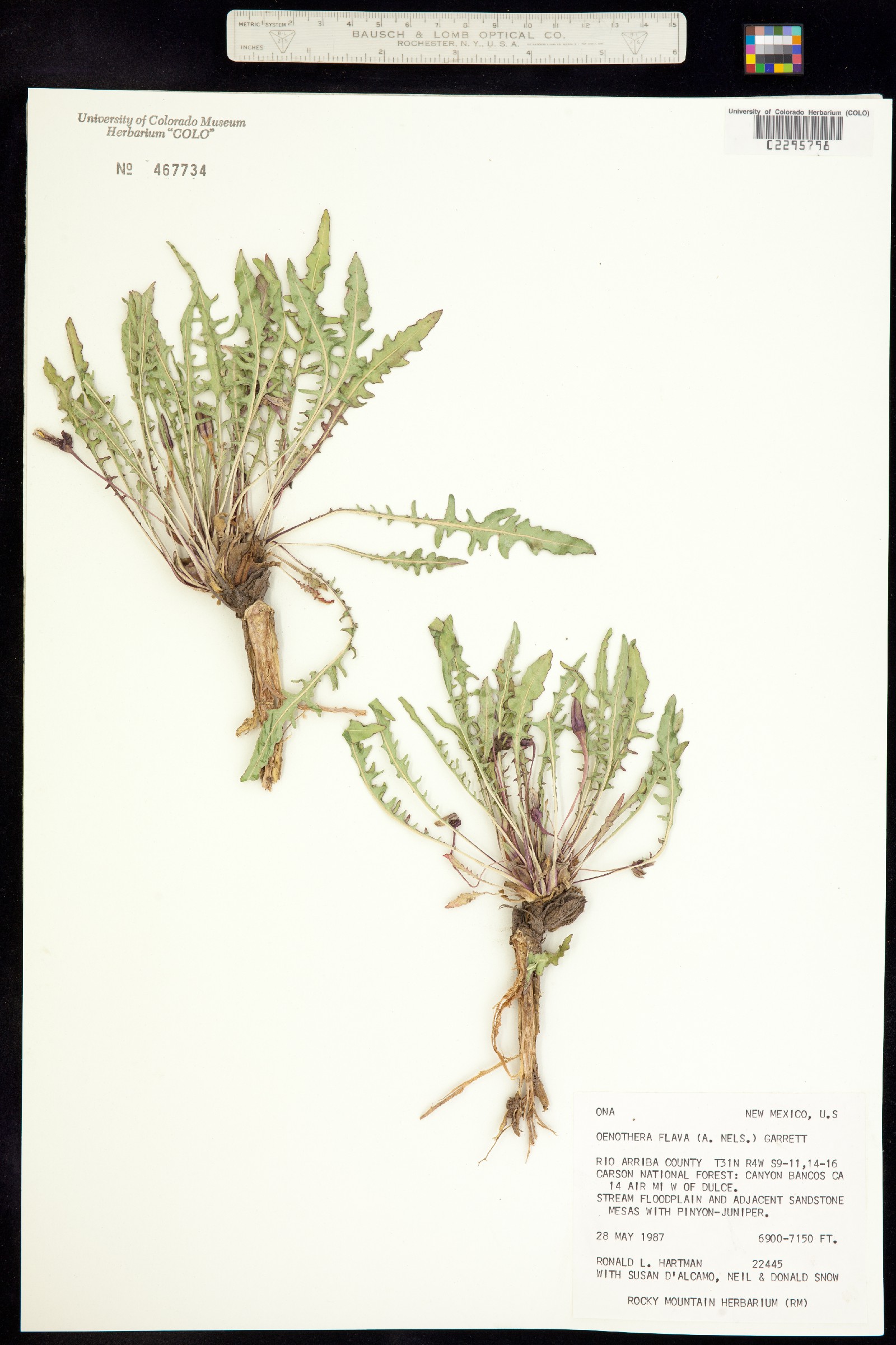 Oenothera flava image