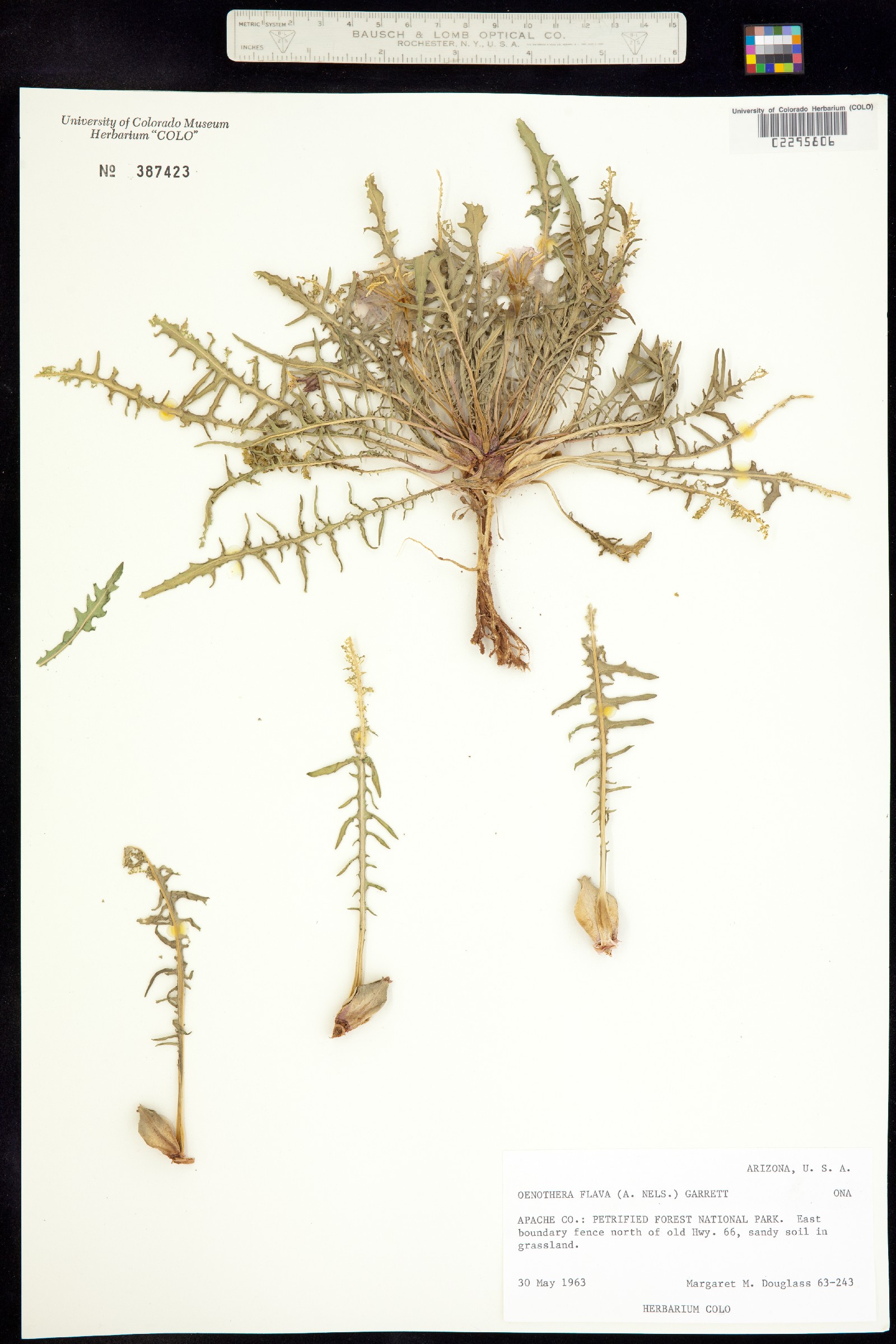 Oenothera flava image