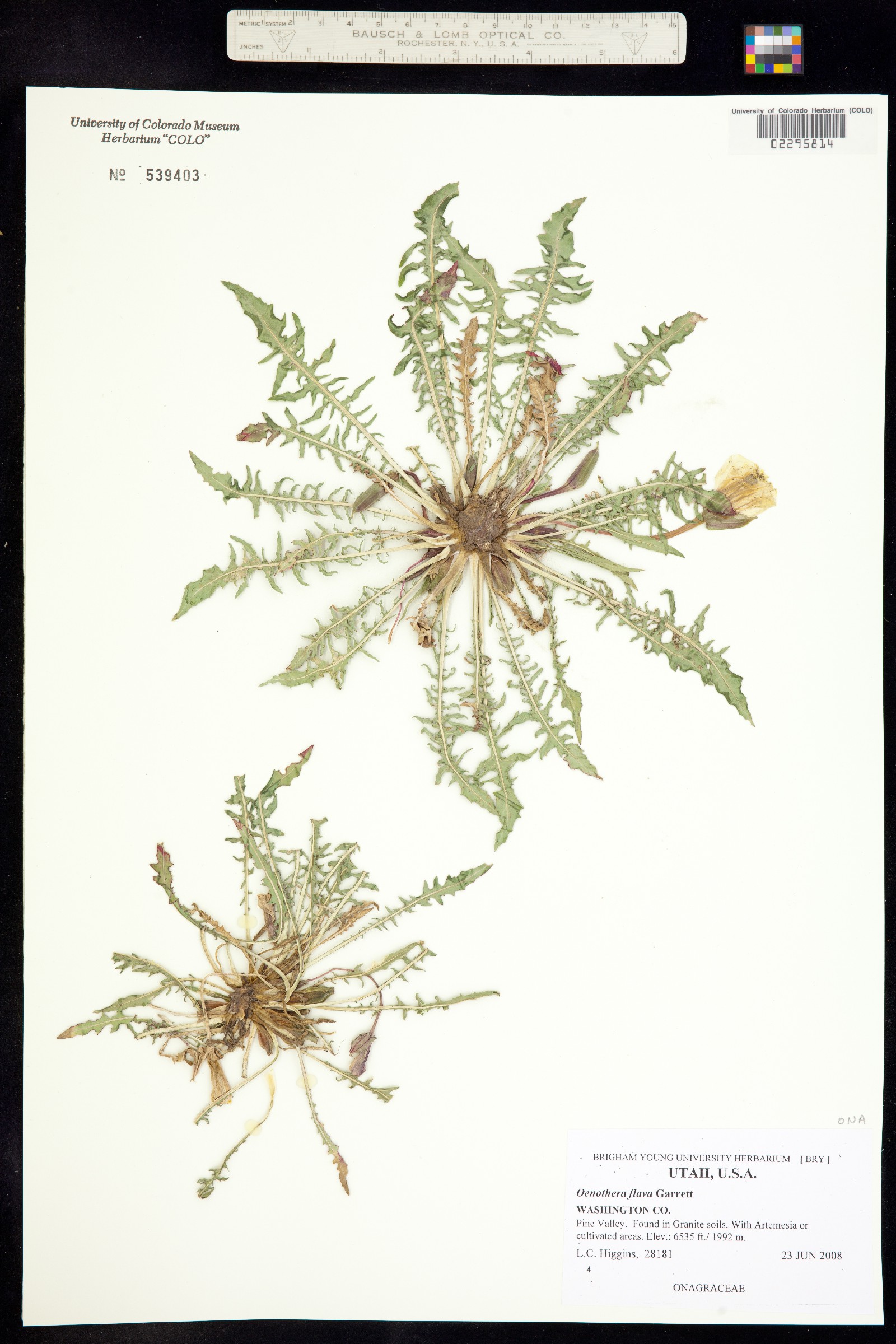 Oenothera flava image