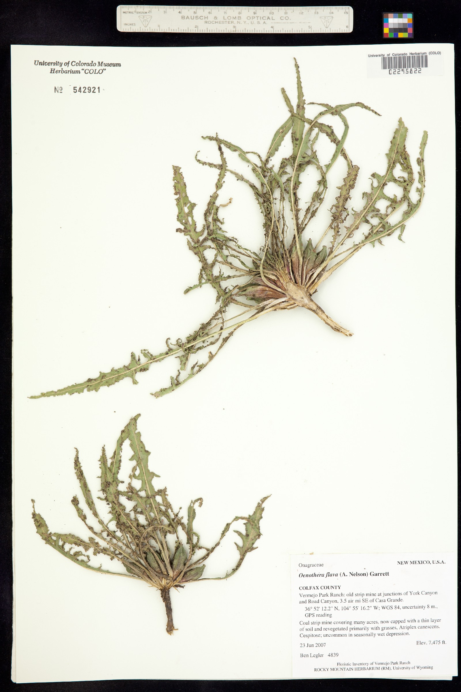 Oenothera flava image