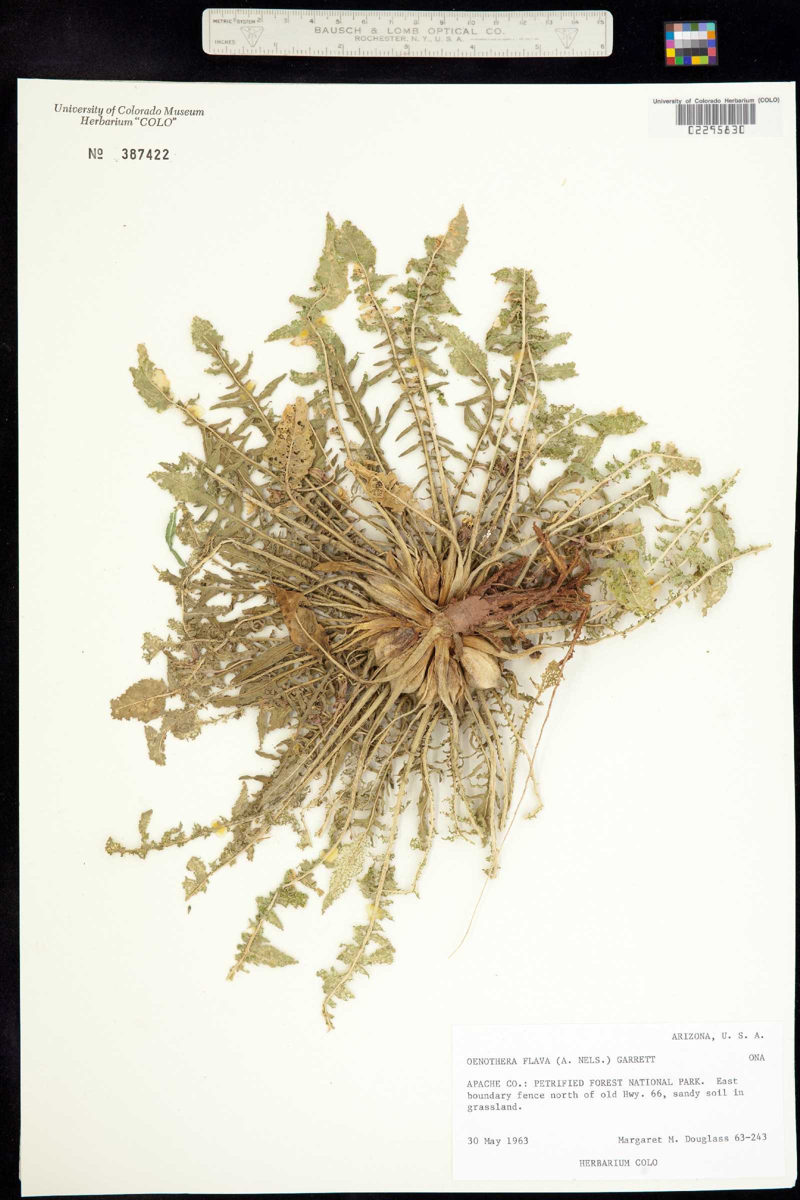 Oenothera flava image