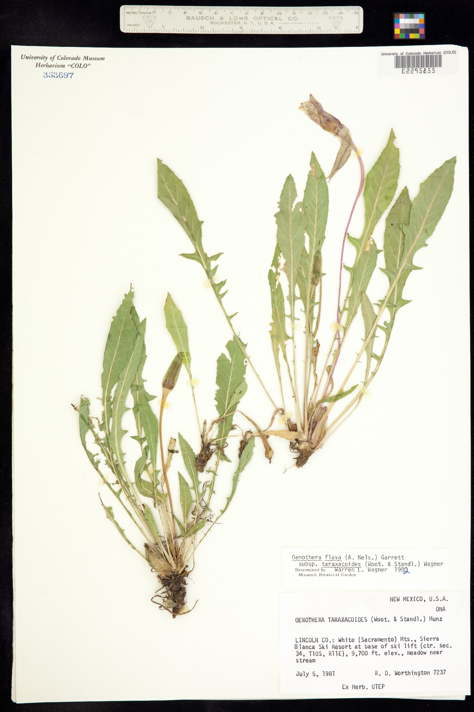 Oenothera flava image