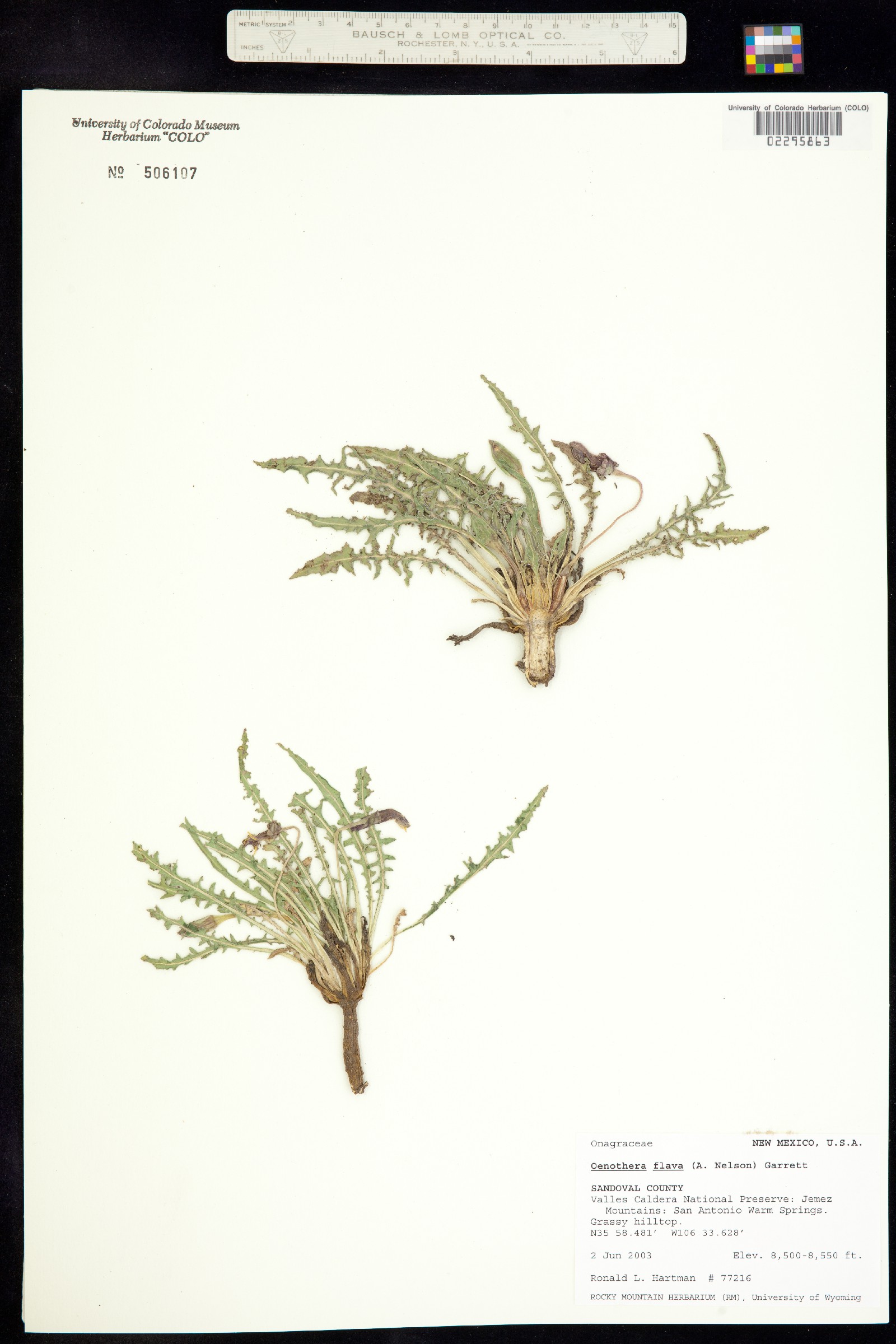 Oenothera flava image