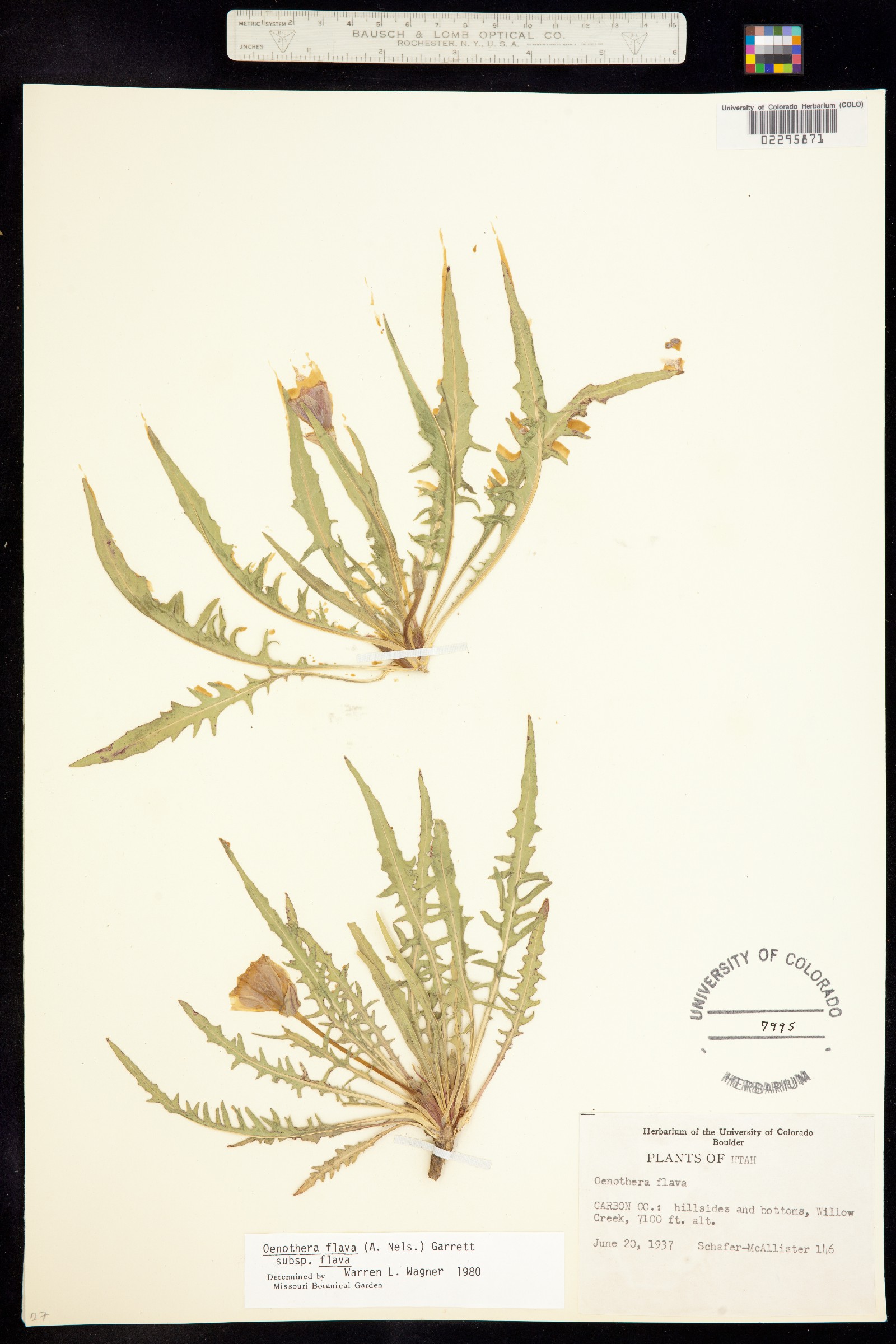 Oenothera flava image