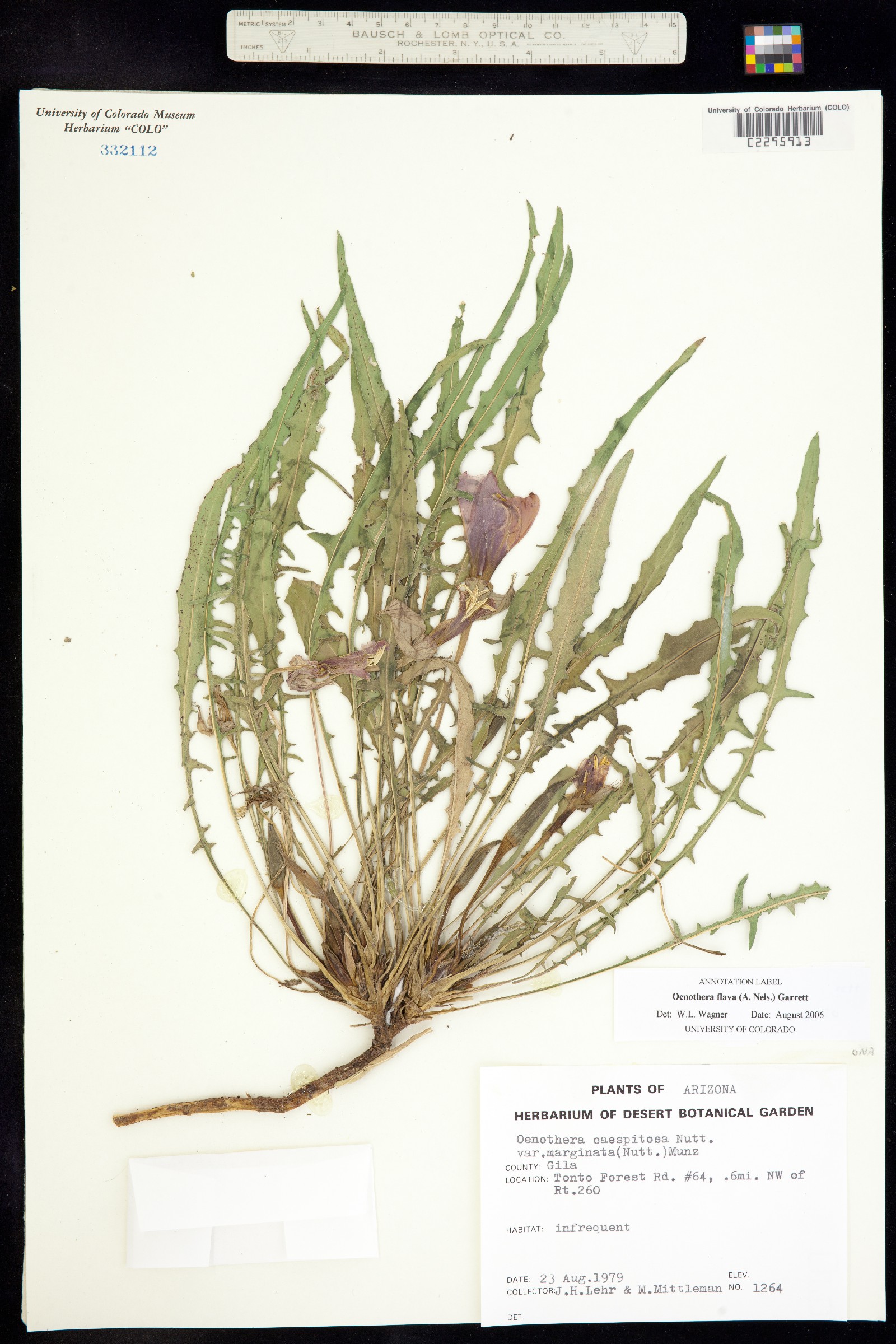 Oenothera flava image