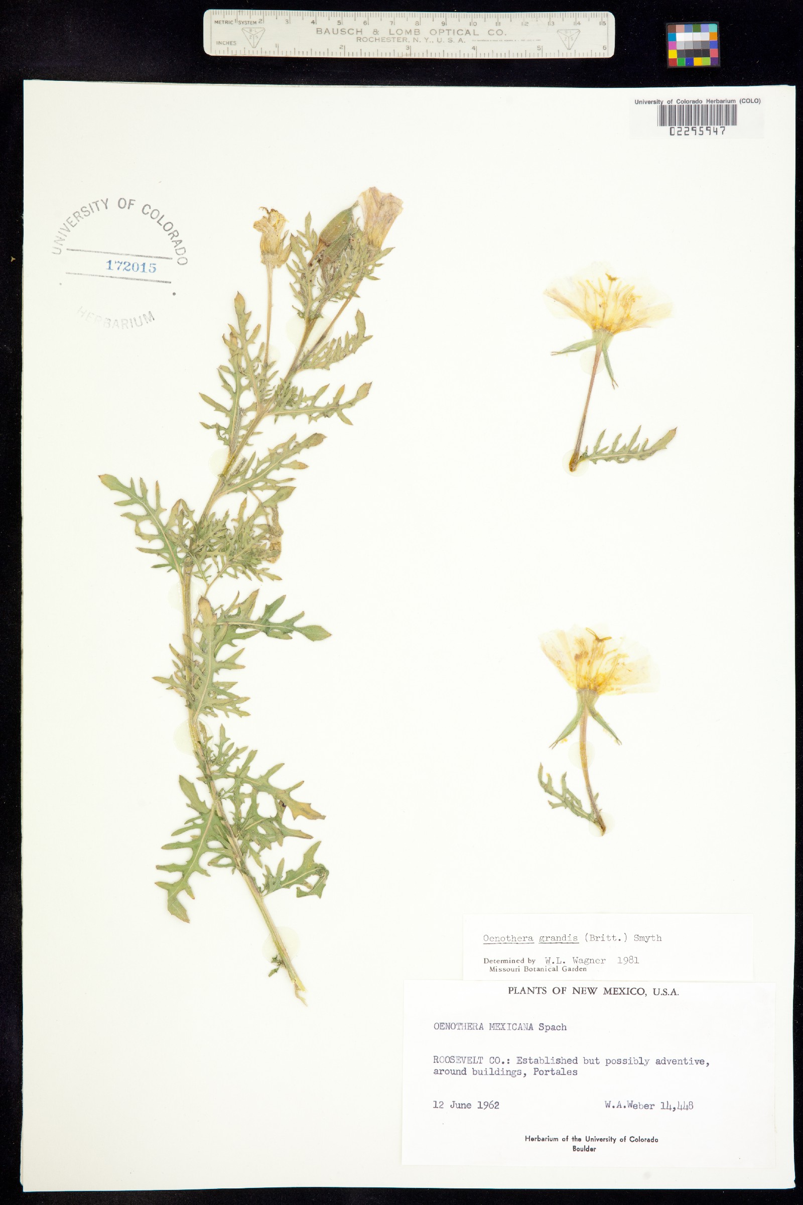 Oenothera grandis image