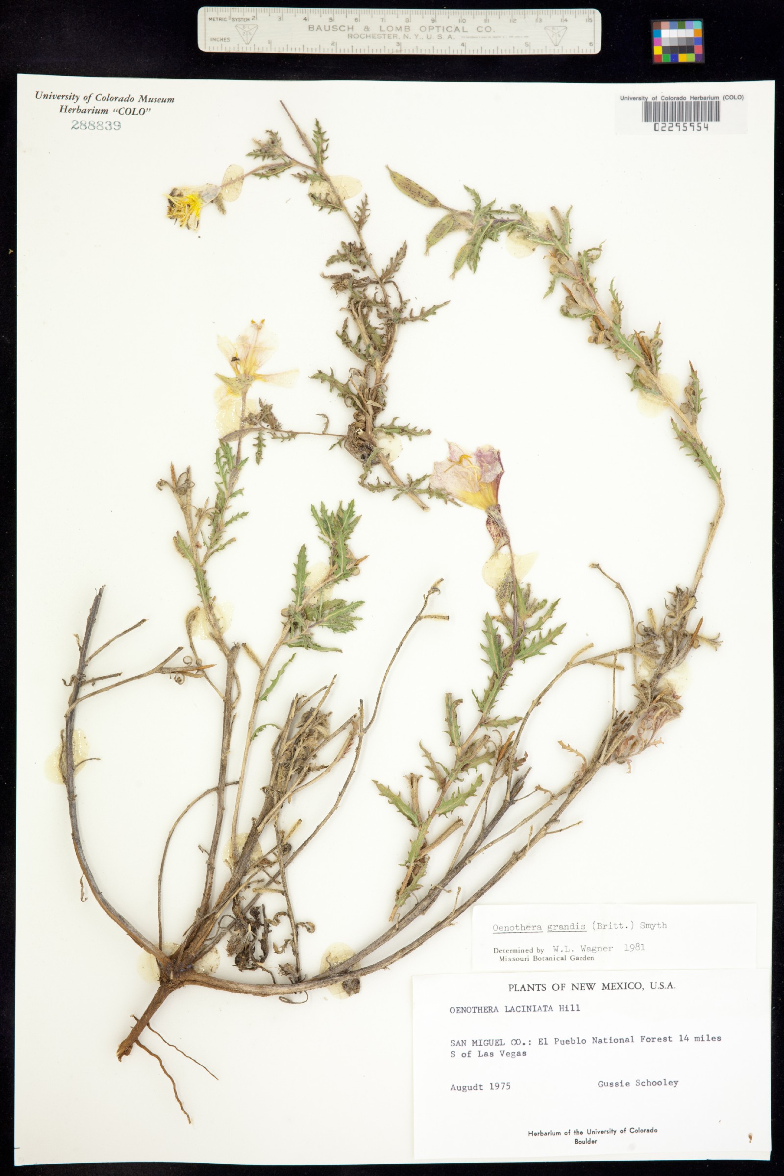 Oenothera grandis image