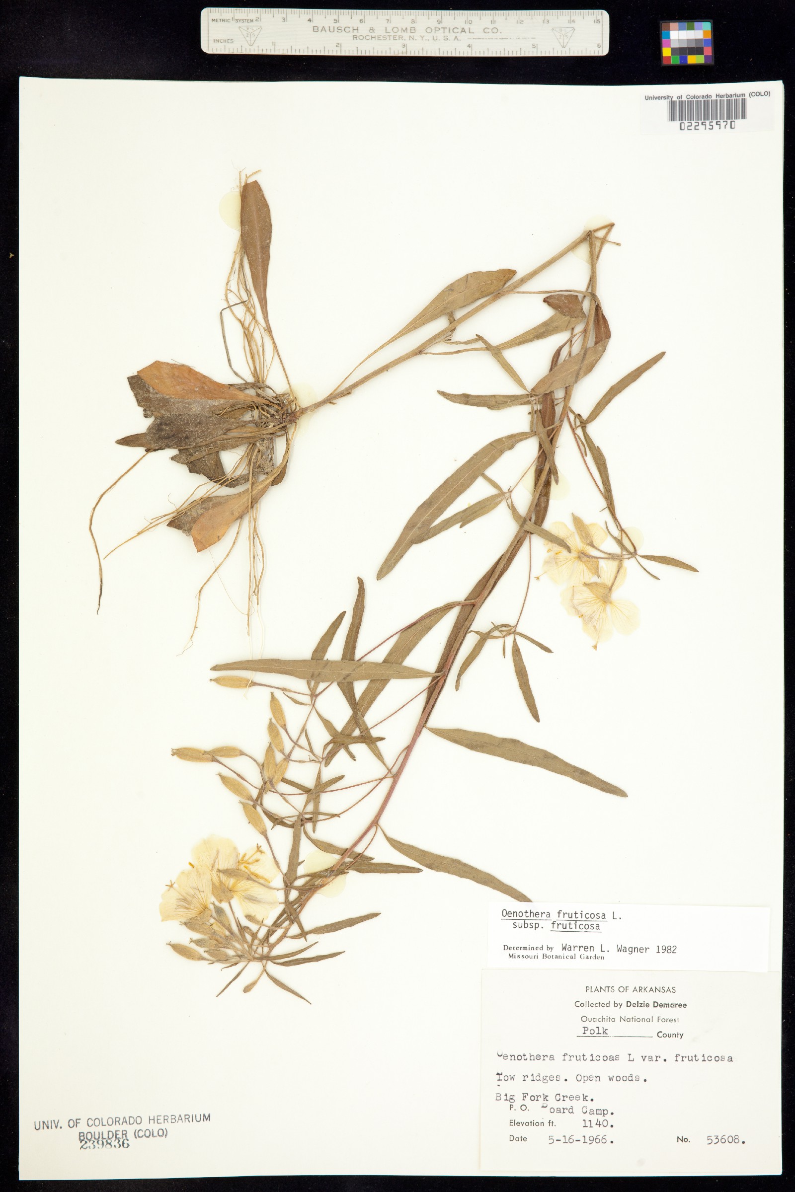 Oenothera fruticosa image