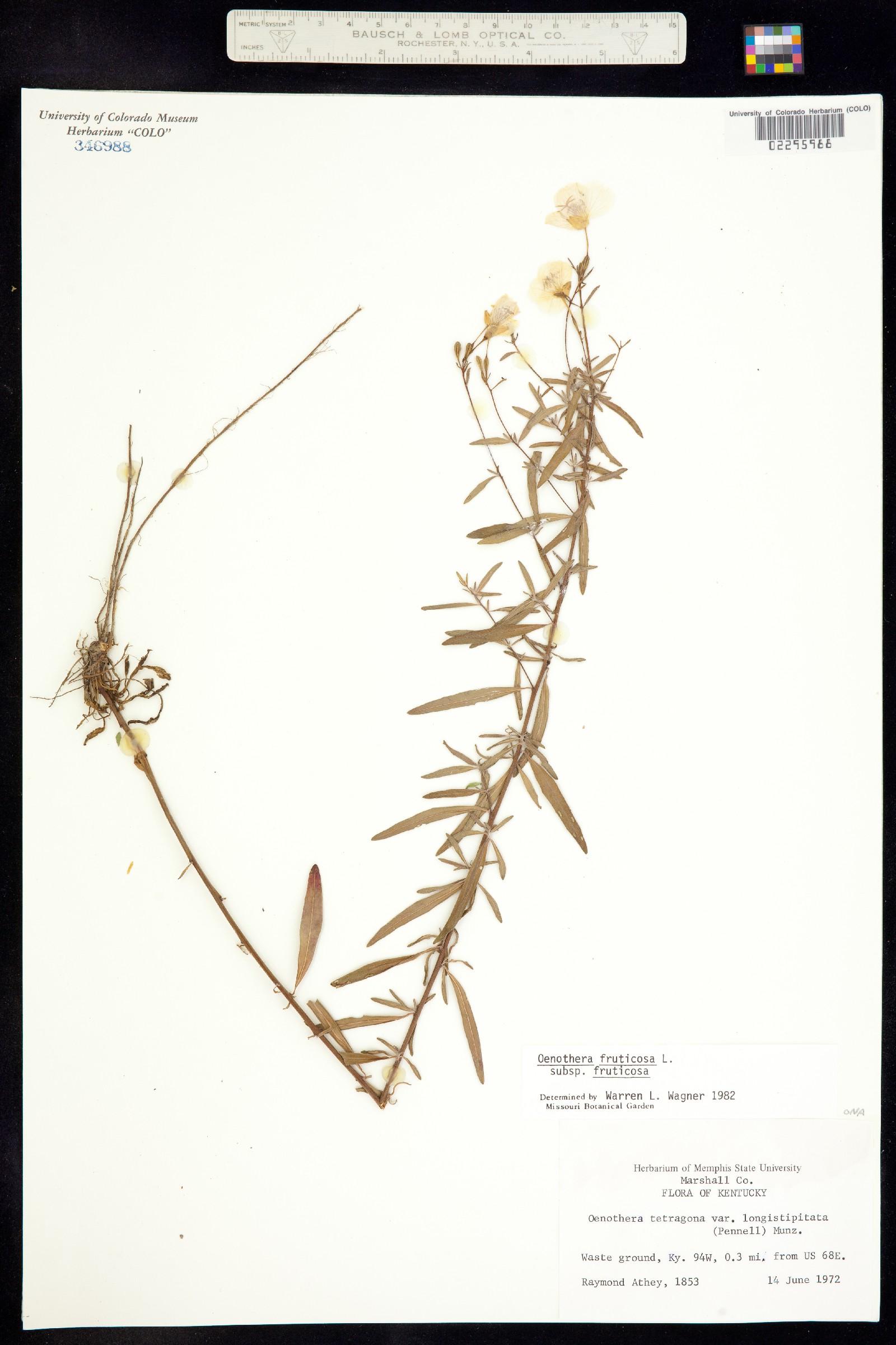 Oenothera fruticosa image